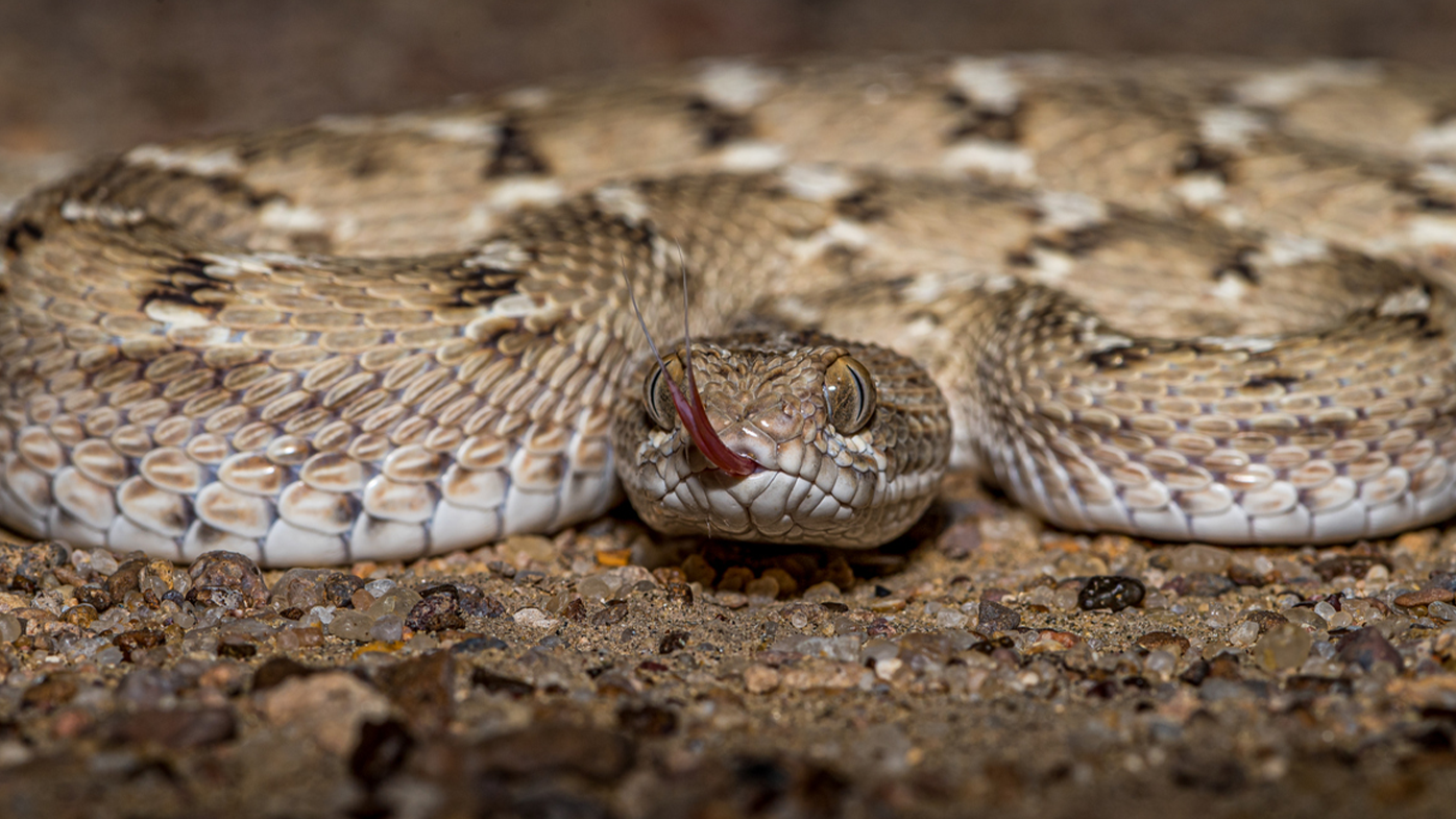 Saw-scaled vipers refers to any of eight species of small venomous snakes found across dry savannas in Africa, Arabia, and southwestern Asia to India and Sri Lanka. 