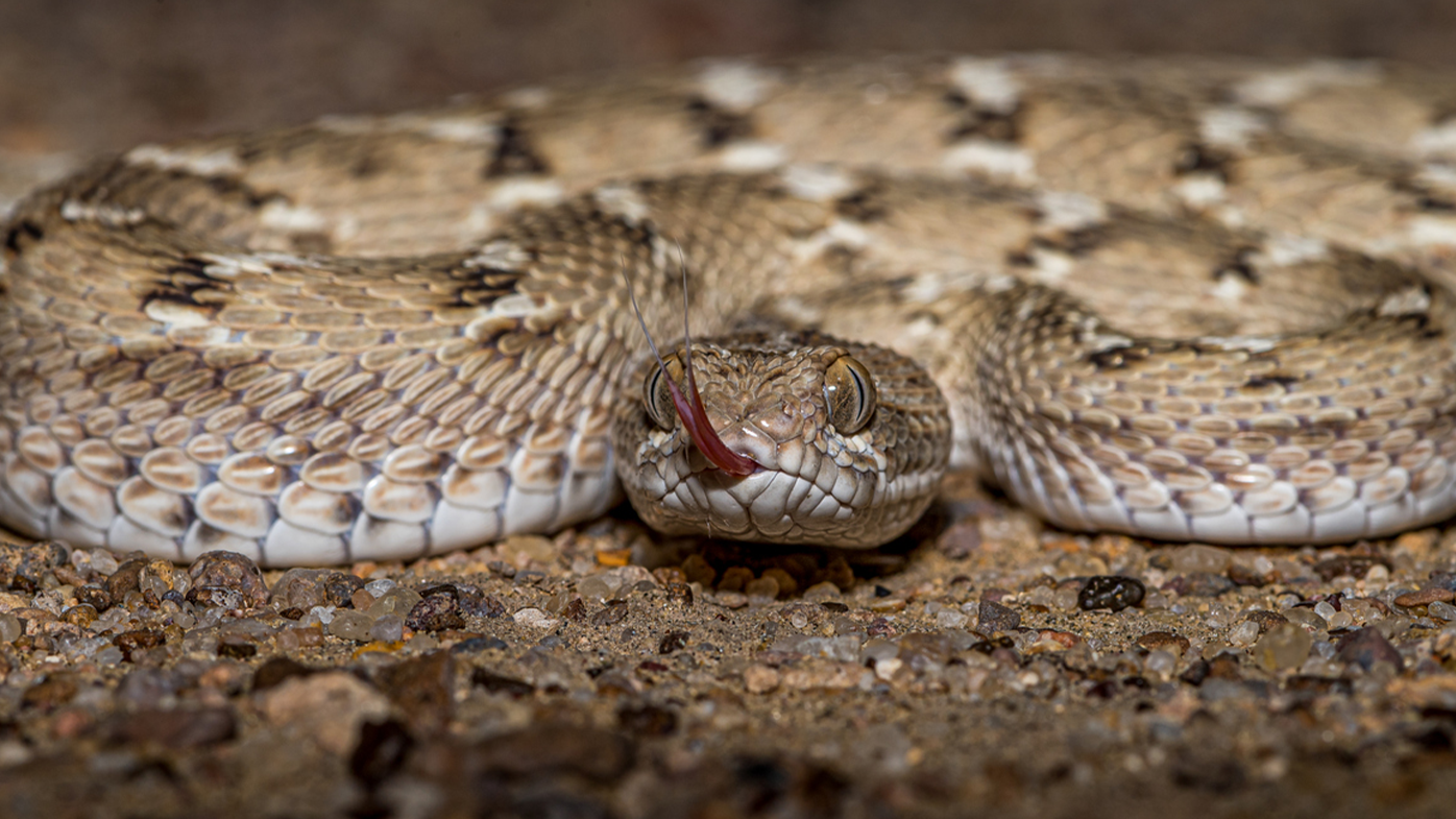 Saw-scaled vipers refers to any of eight species of small venomous snakes found across dry savannas in Africa, Arabia, and southwestern Asia to India and Sri Lanka.