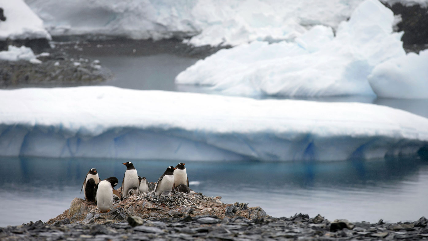 In this Jan. 22, 2015 file photo Gentoo penguins stand on rocks near the Chilean station Bernardo O'Higgins, Antarctica