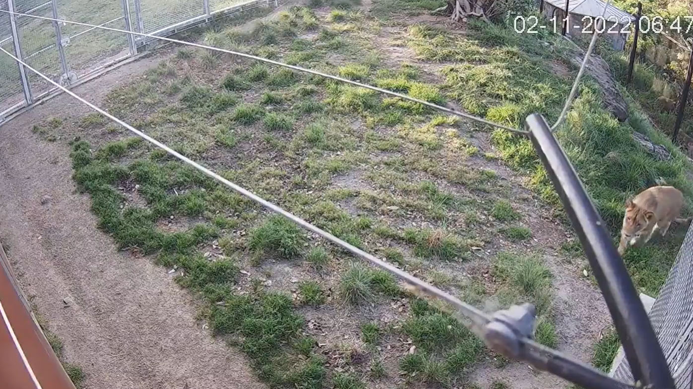 How Taronga Zoo's lions escaped from their enclosure | Flipboard