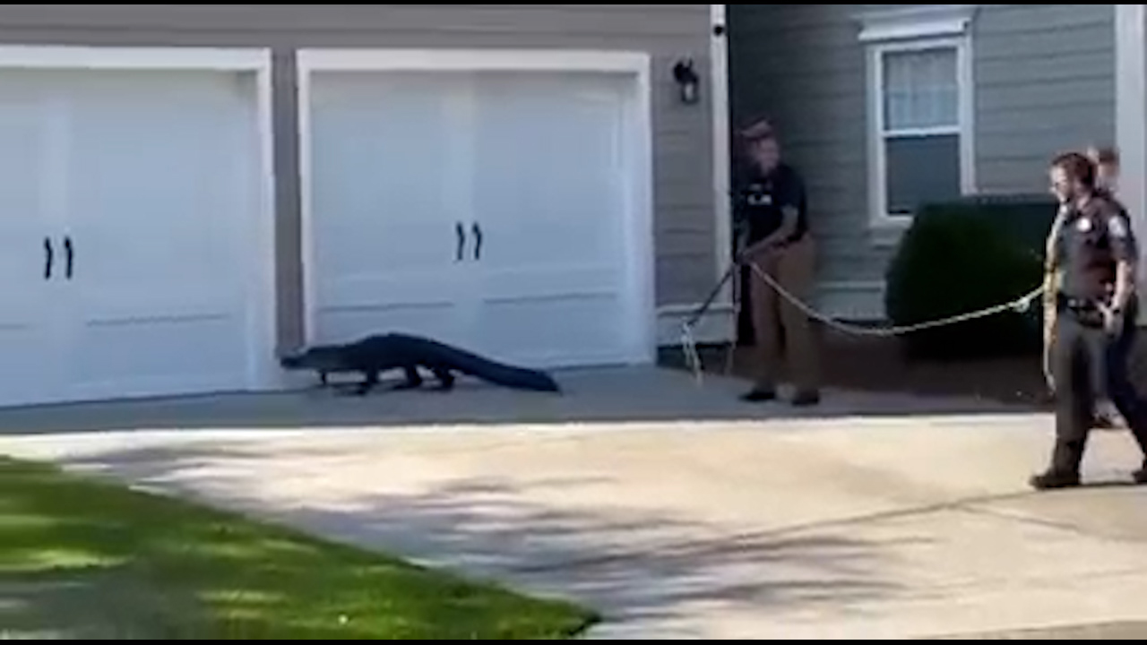An apparently studious alligator had to be relocated after it was found wandering around an elementary school in Charleston, South Carolina in the USA.