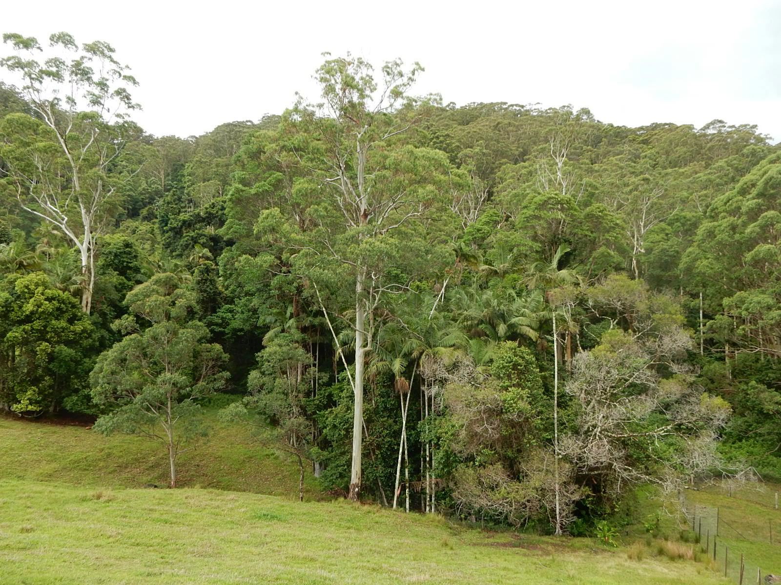The Copelands live on a property "surrounded by bush", about 10 kilometers from Coffs Harbour.