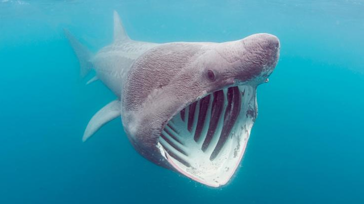 Capturan a un grupo de tiburones mostrando un "comportamiento inusual" frente a la costa