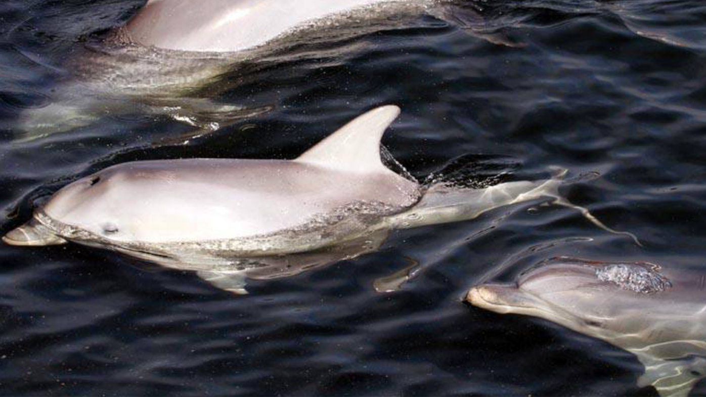 Caption The Adelaide Dolphin Sanctuary is home to 30 - 40 wild bottlenose dolphins. 