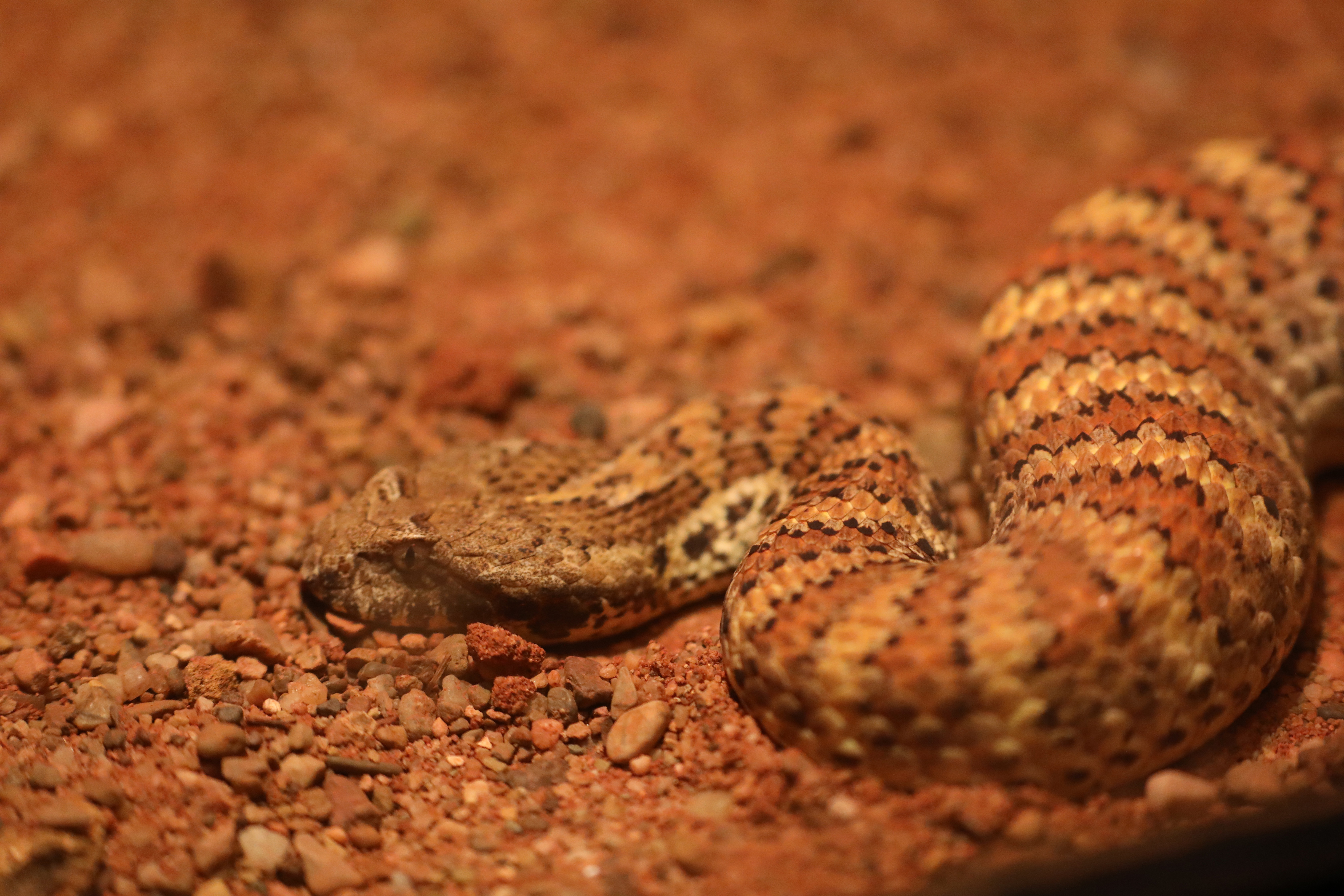 Snakes, like the death adder pictured, enter a dormant period called brumation. 