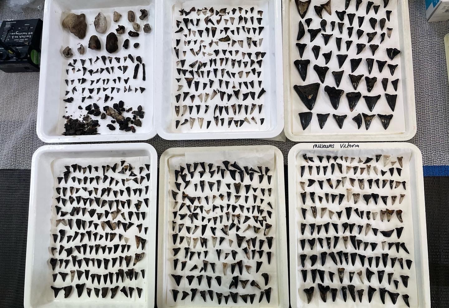 Shark teeth collected from seafloor near Cocos (Keeling) Islands at depth 5400m_