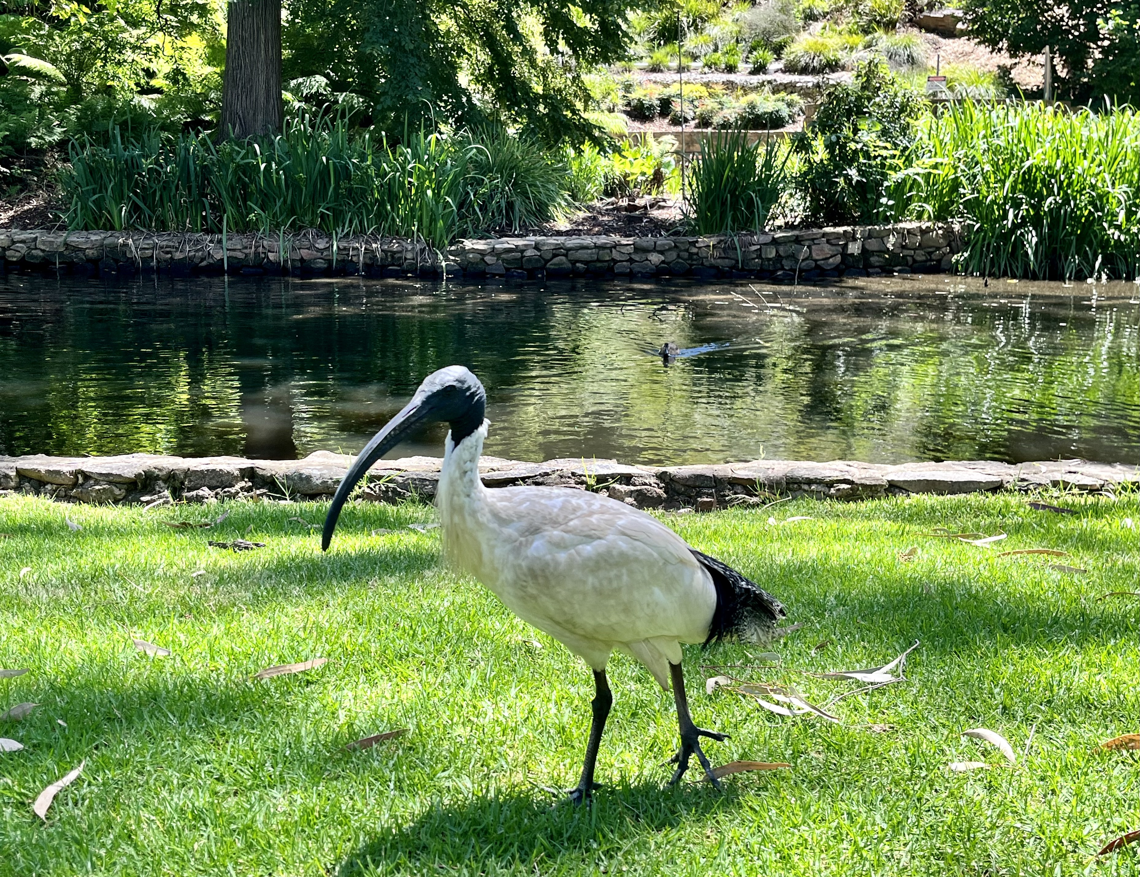 The murder of an Ibis bird, which was shot with an arrow in Queensland, is being investigated by Police and the Queensland Royal Society for the Prevention of Cruelty to Animals (RSPCA).