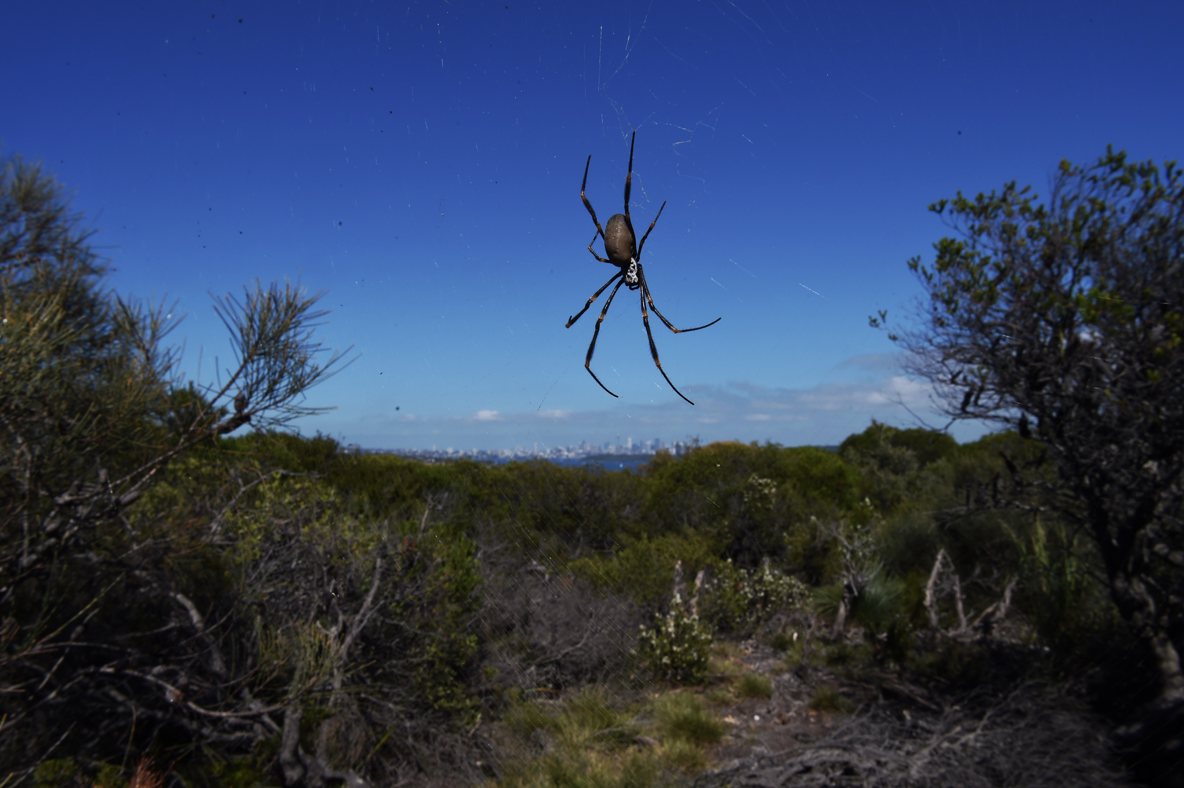 Web of intrigue as giant spider legs it to Australia, The Courier