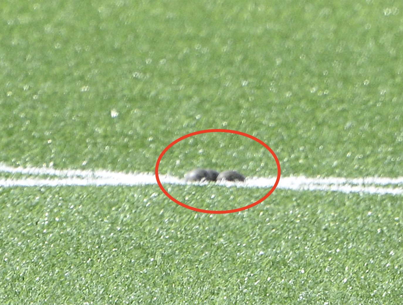 Two more eggs soon appeared on the centre line of a soccer field near Canberra.