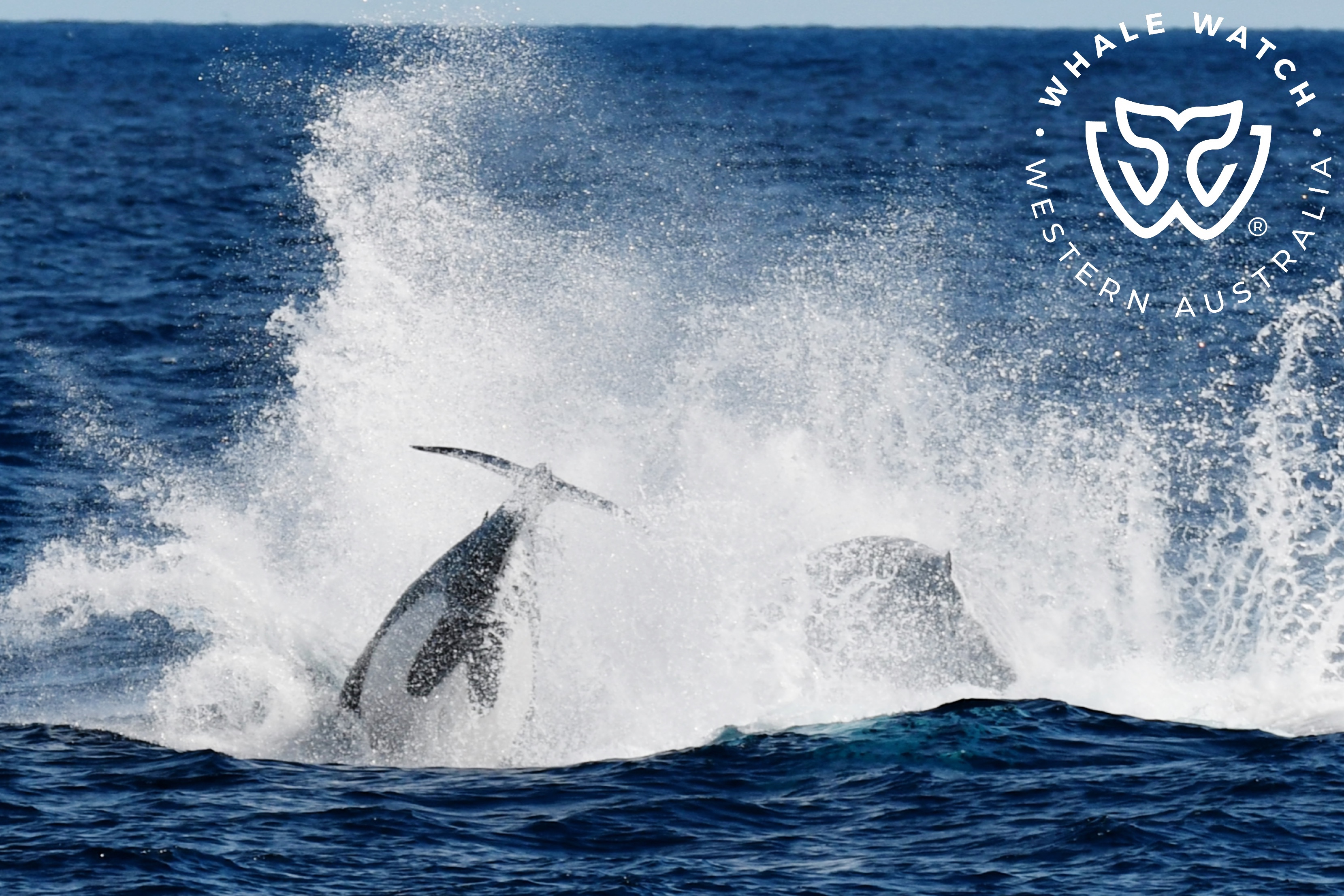 But the largest animal on earth managed to outmaneuver the ocean's apex predator.