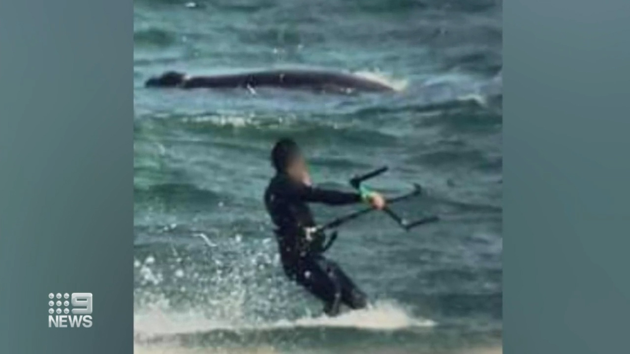 Christies Beach kitesurfer whale 