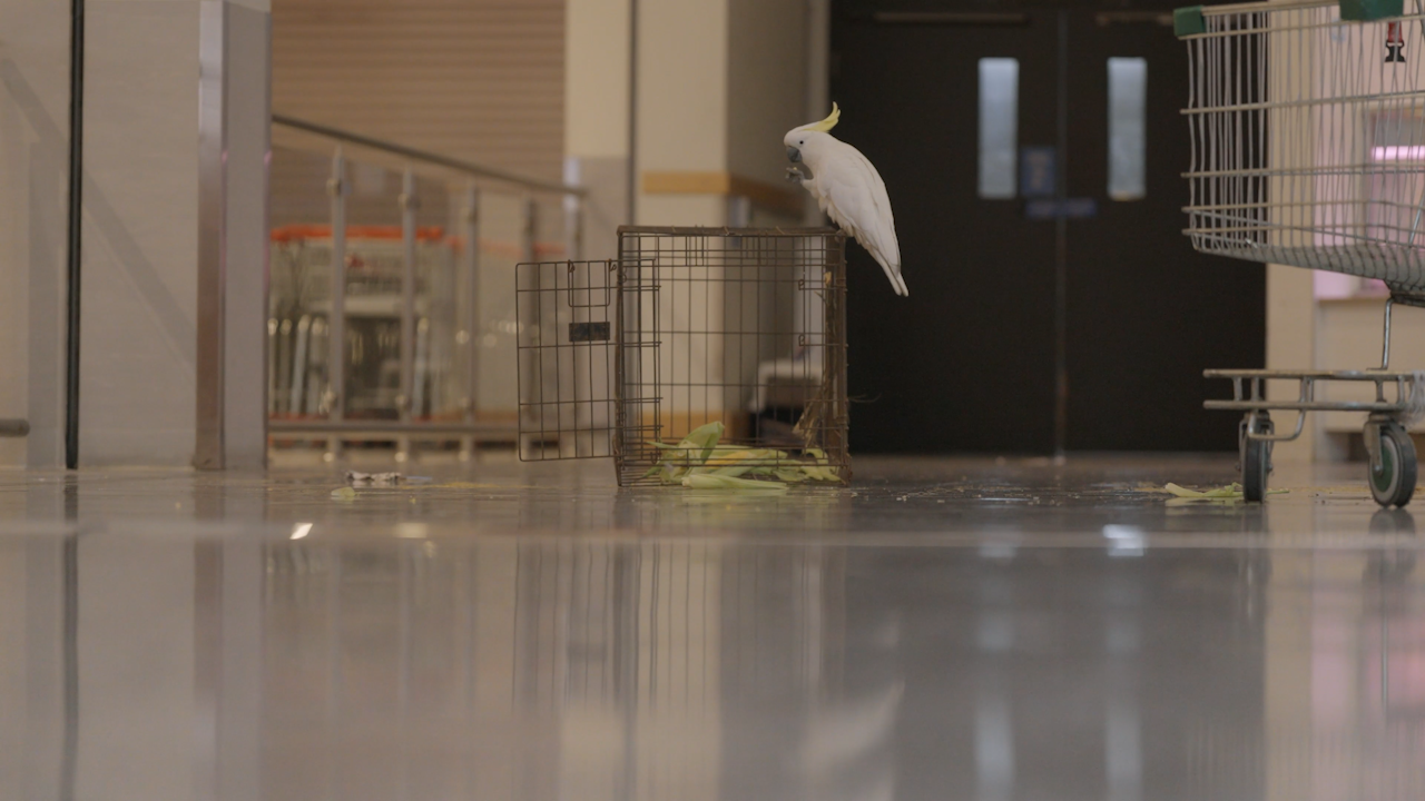 A﻿ cockatoo, affectionately named Mickey, has been freed after a month trapped inside a Sydney shopping centre.