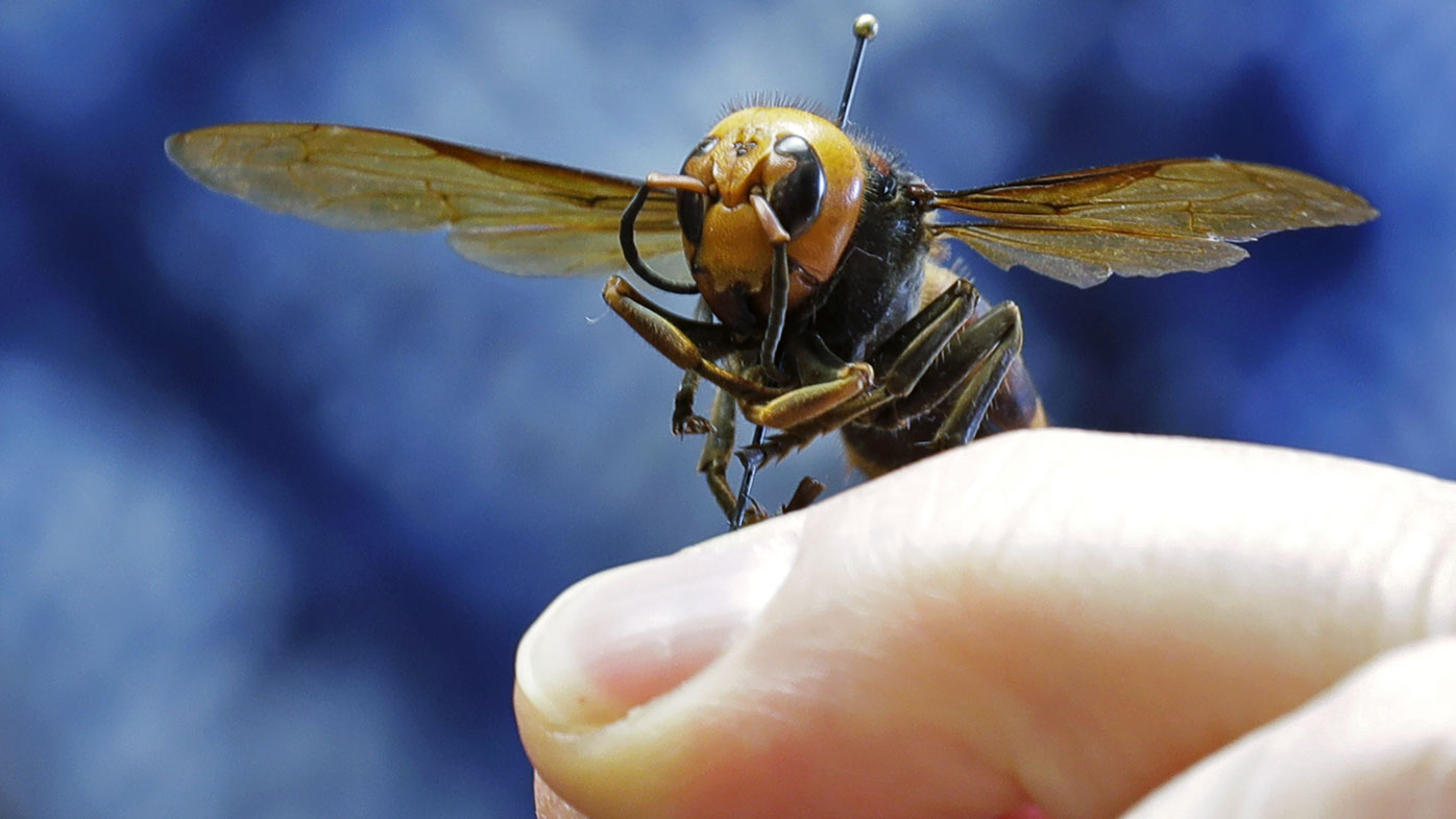 Larger hornet's can possess a stinger ca long enough to puncture a beekeeping suit.