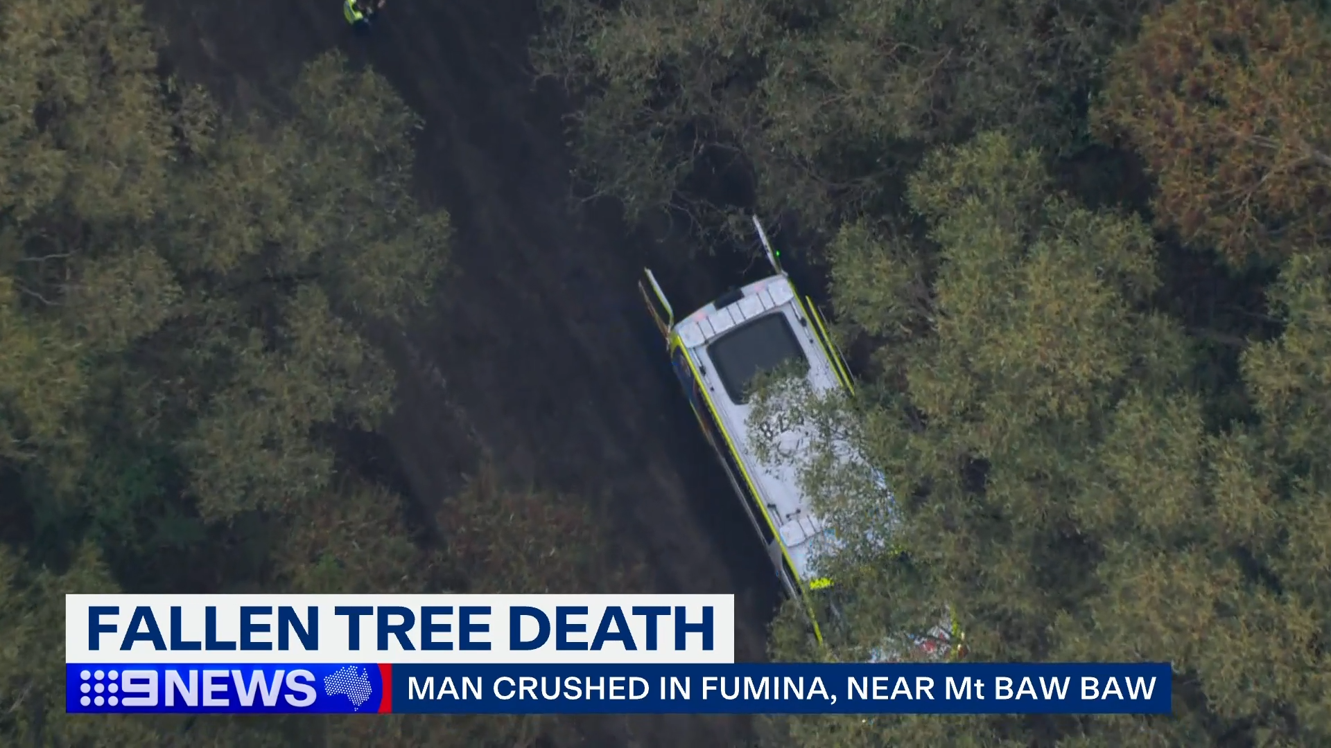 Fallen tree death