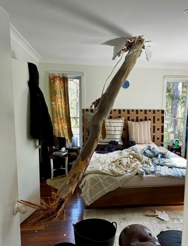 A house was damaged by a falling tree in Lake Conjola near Ulladulla on the NSW south coast.