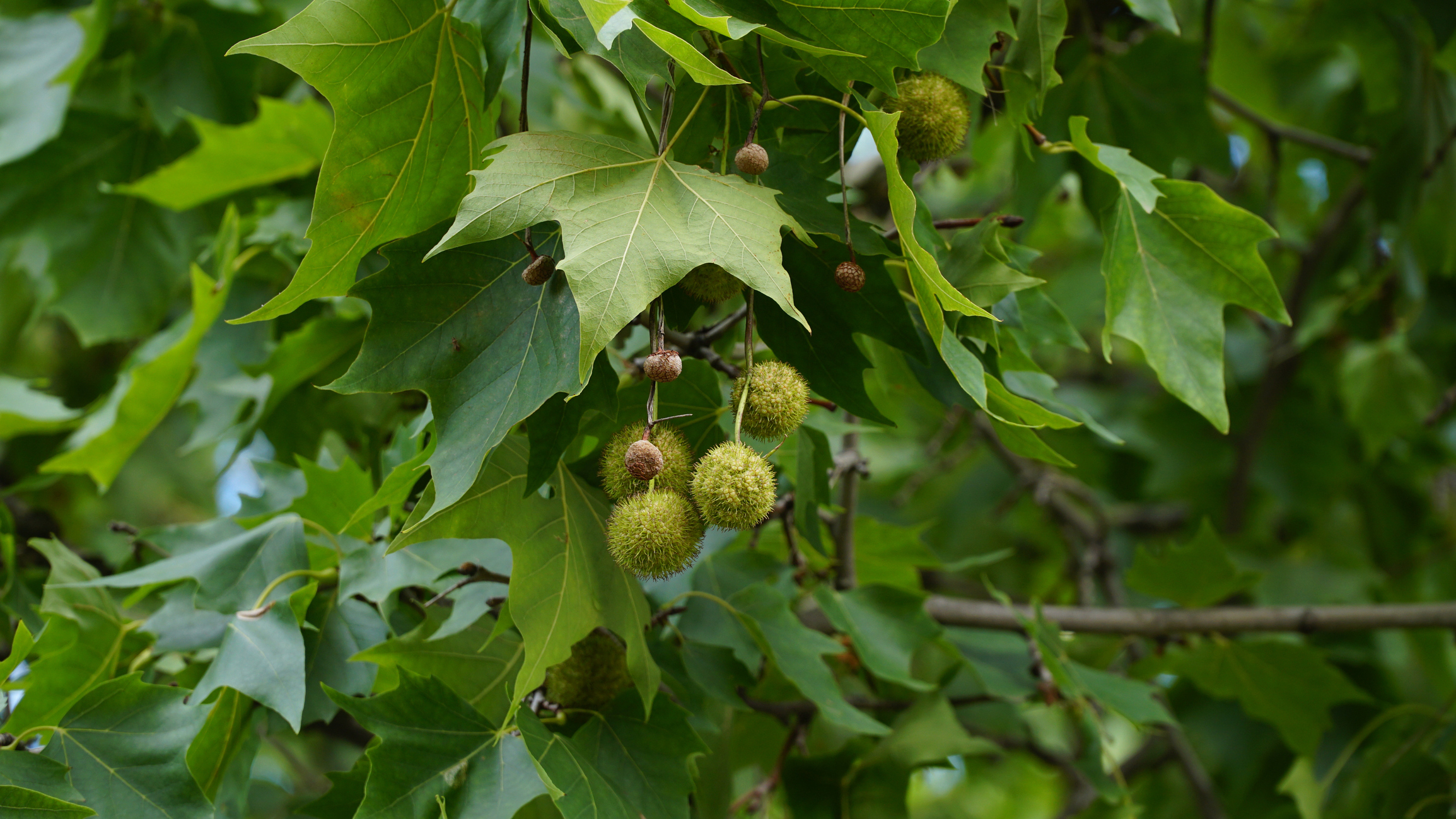 Leaves and fruits of Platanus occidentalis, also known as American sycamore. Leaves and fruits of Platanus occidentalis, also known as American sycamore. n