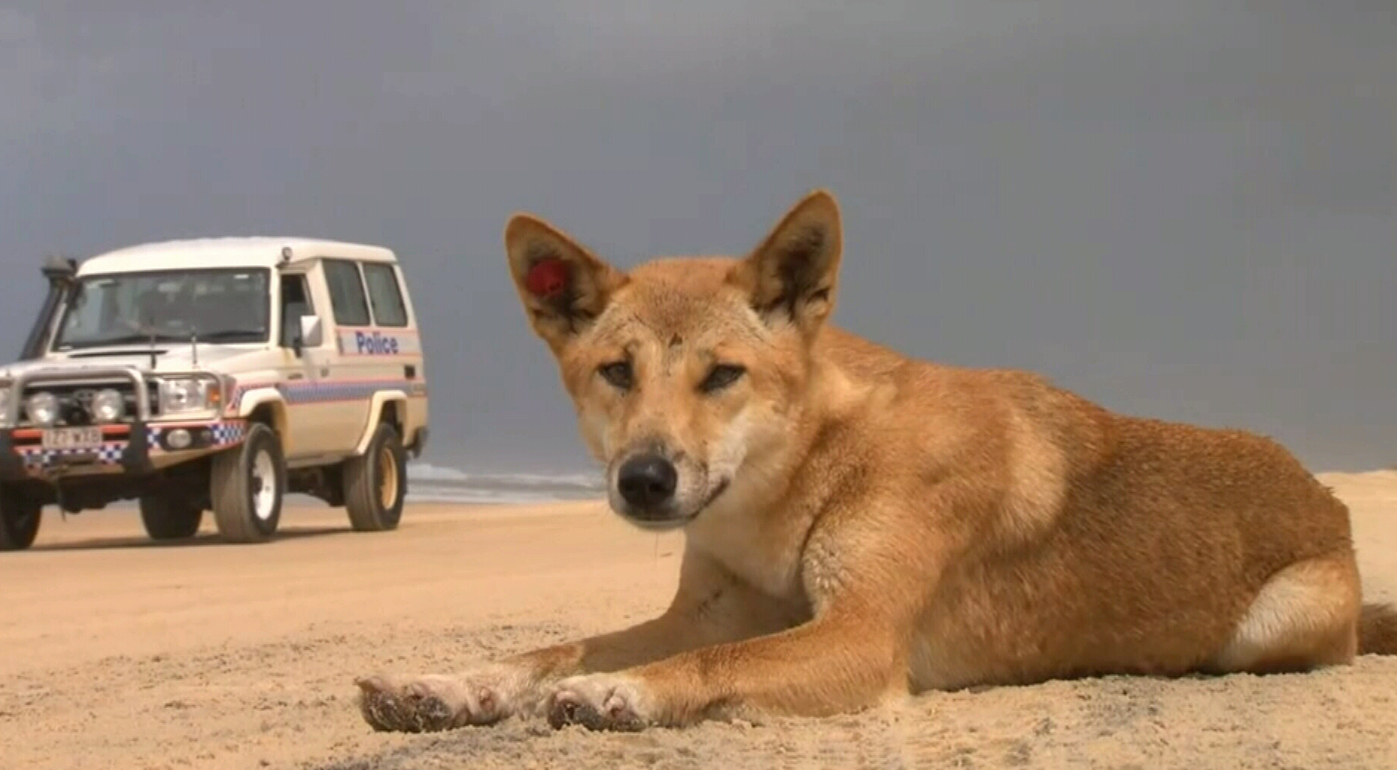 Dingo on Fraser Island drags toddler from campervan, dad fights pack