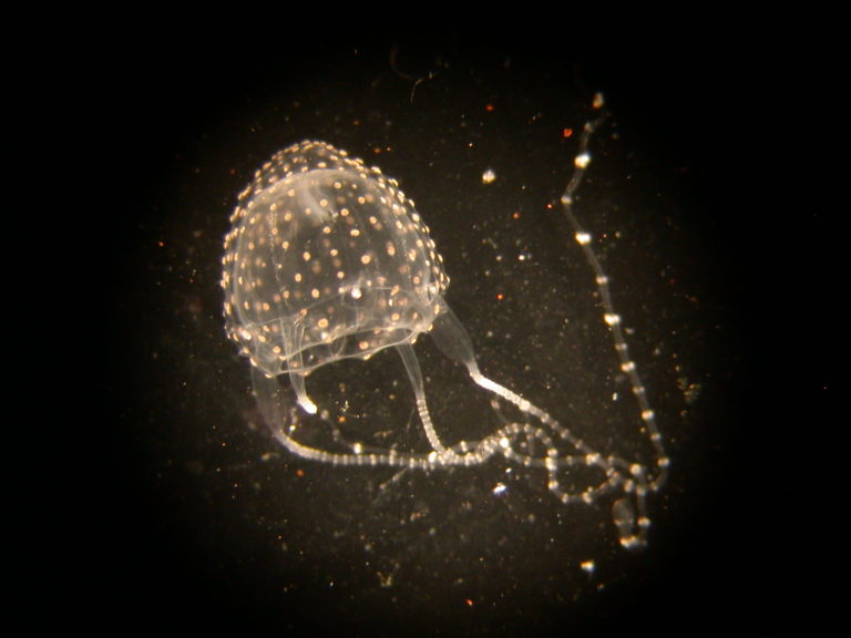 Irukandji jellyfish are found in tropical waters, stretching from Bundaberg in Queensland to Geraldton in Western Australia. 