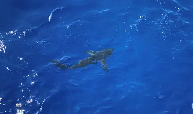 The coast guard belives that the shark was a Long-Fin Mako or Pelagic Thresher shark.
