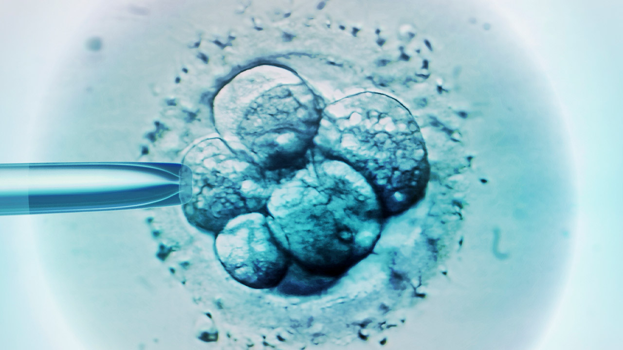 Embryo selection for IVF, light micrograph.