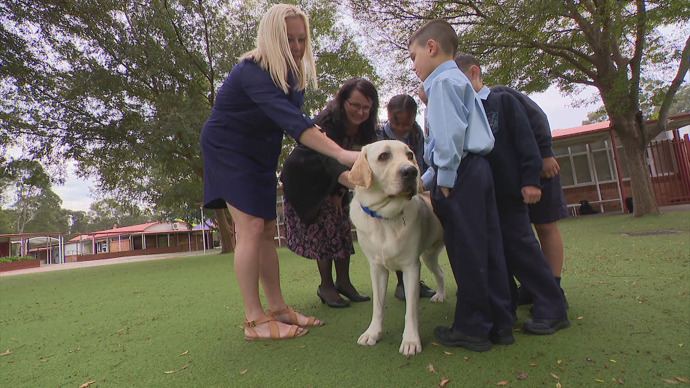 Therapy dog permanently employed at western Sydney school to help ease return to school anxiety.