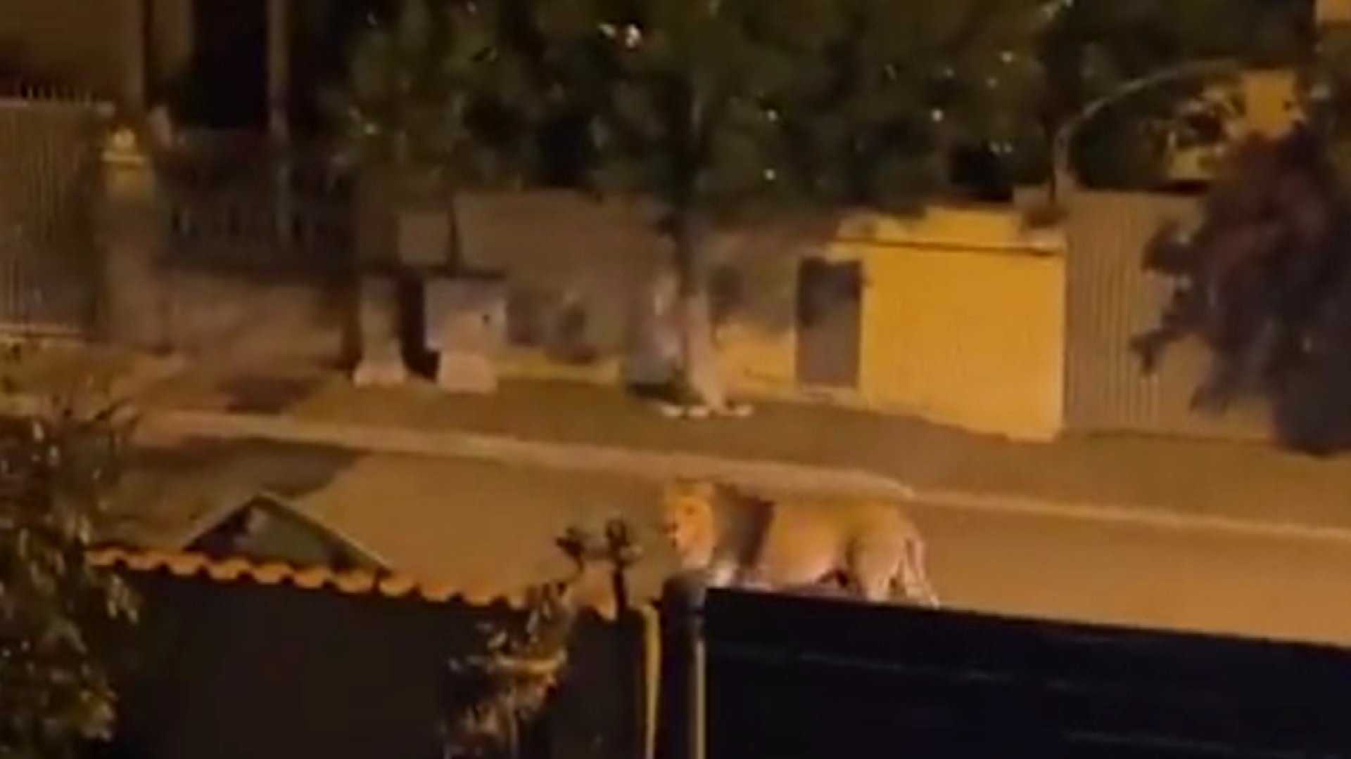 Escaped circus lion captured after prowling the streets of Italian town -  National