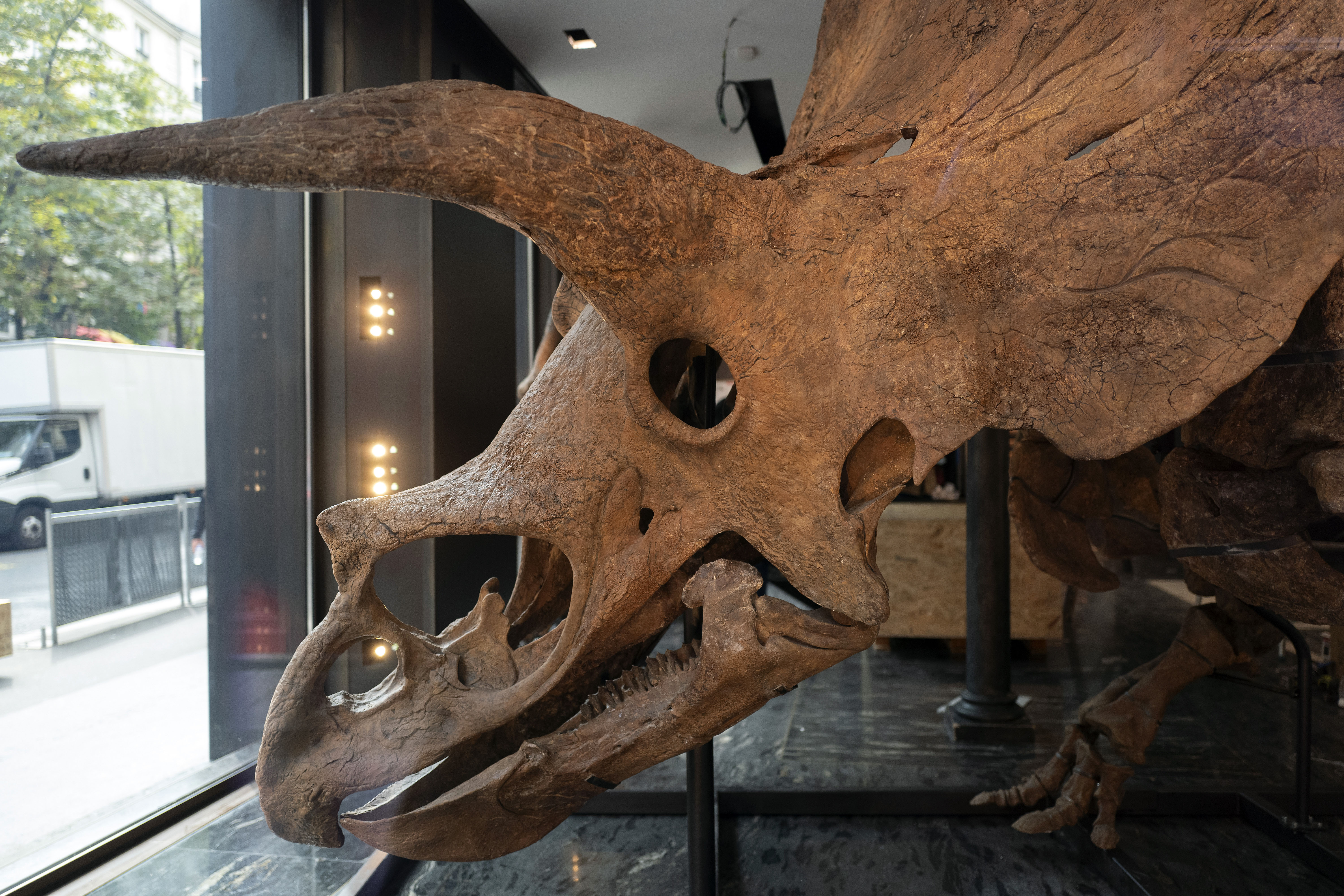 triceratops skull