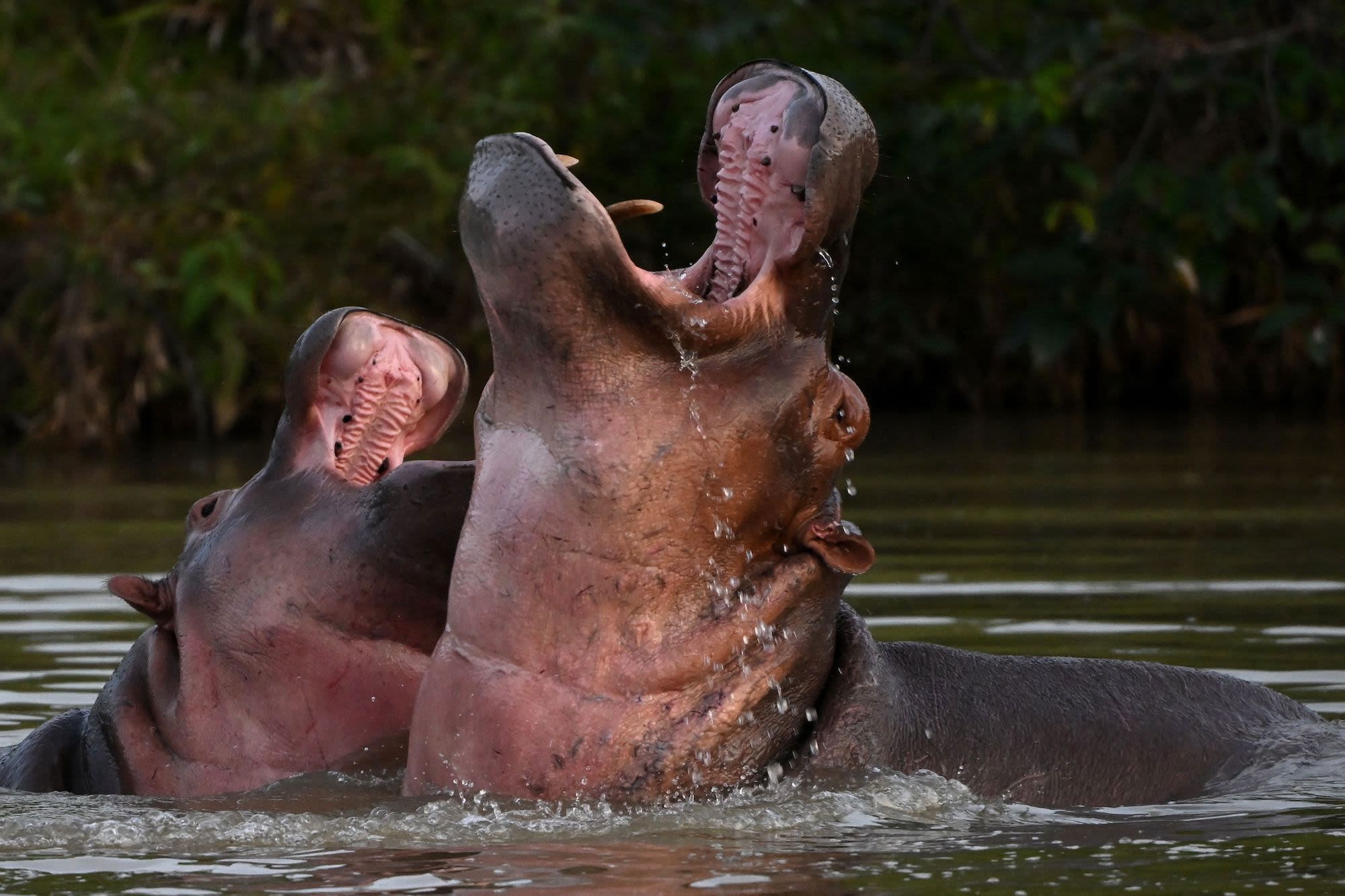 The descendants of drug kingpin Pablo Escobar's hippos present an environmental threat.