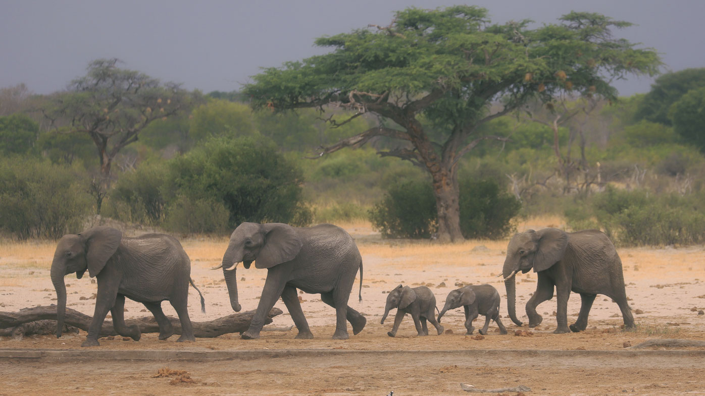 Elephants in Hwange national park, near where the animals were found dead.