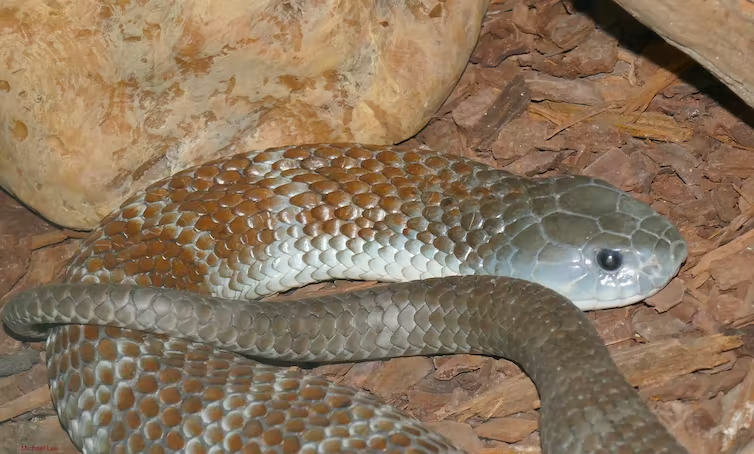 The heads of tiger snakes can evolve rapidly in response to feeding on large prey.