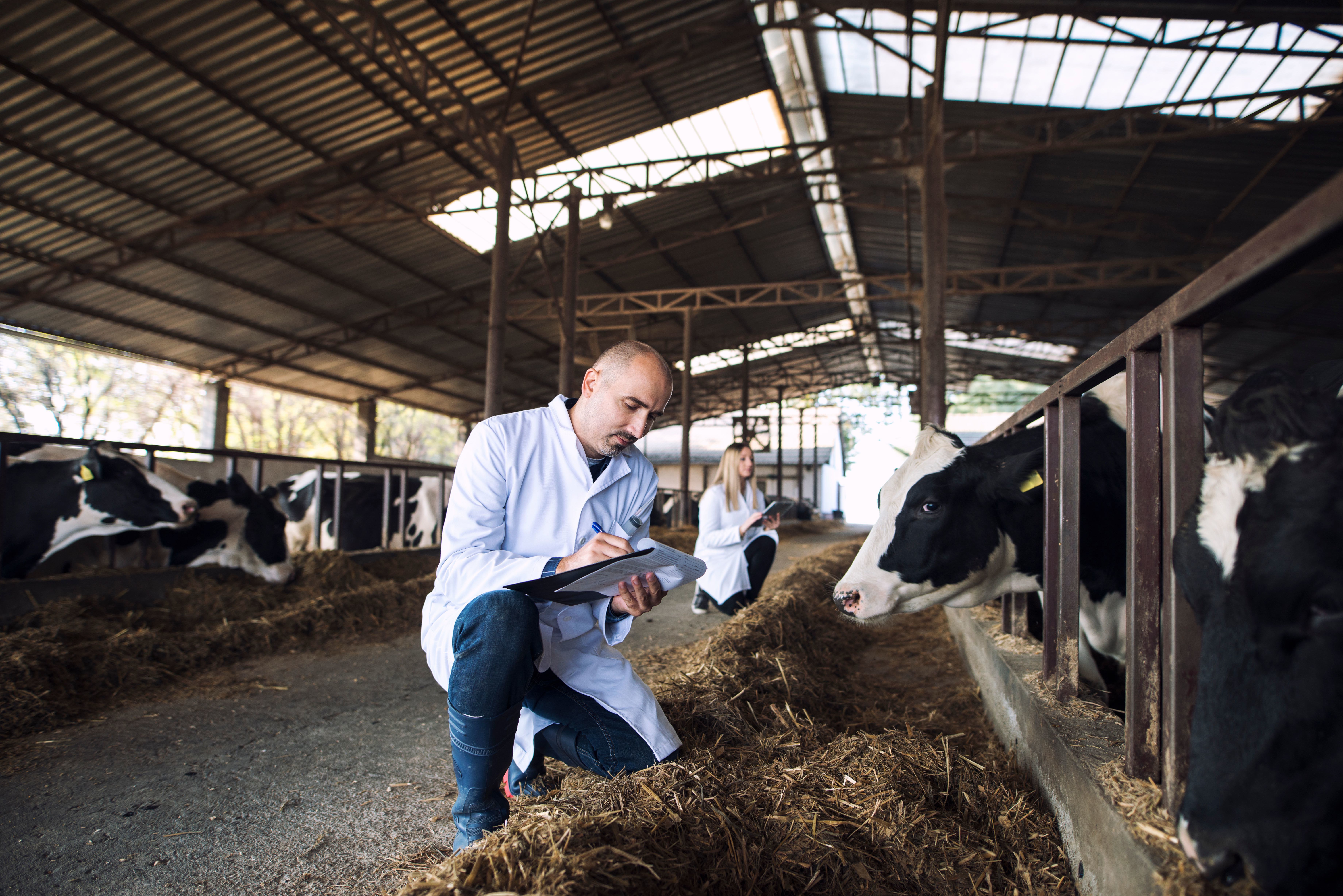 Group of veterinarians doctor checking health status of cattle at cows farm. Diary farm health control.