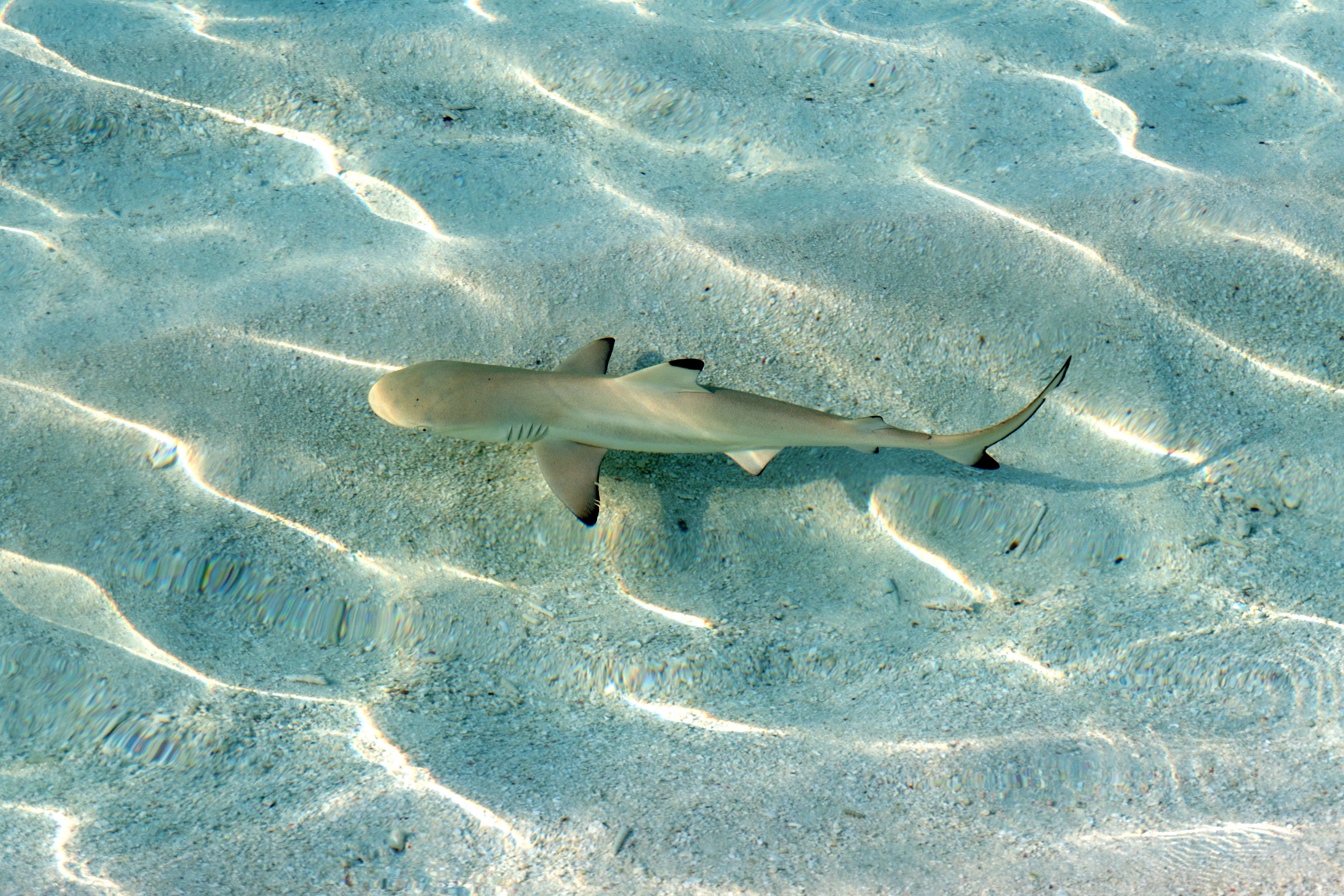 It is believed the woman was attacked y a 1.6 metre black-tip reef shark off the coast of Kealakekua Bay. 