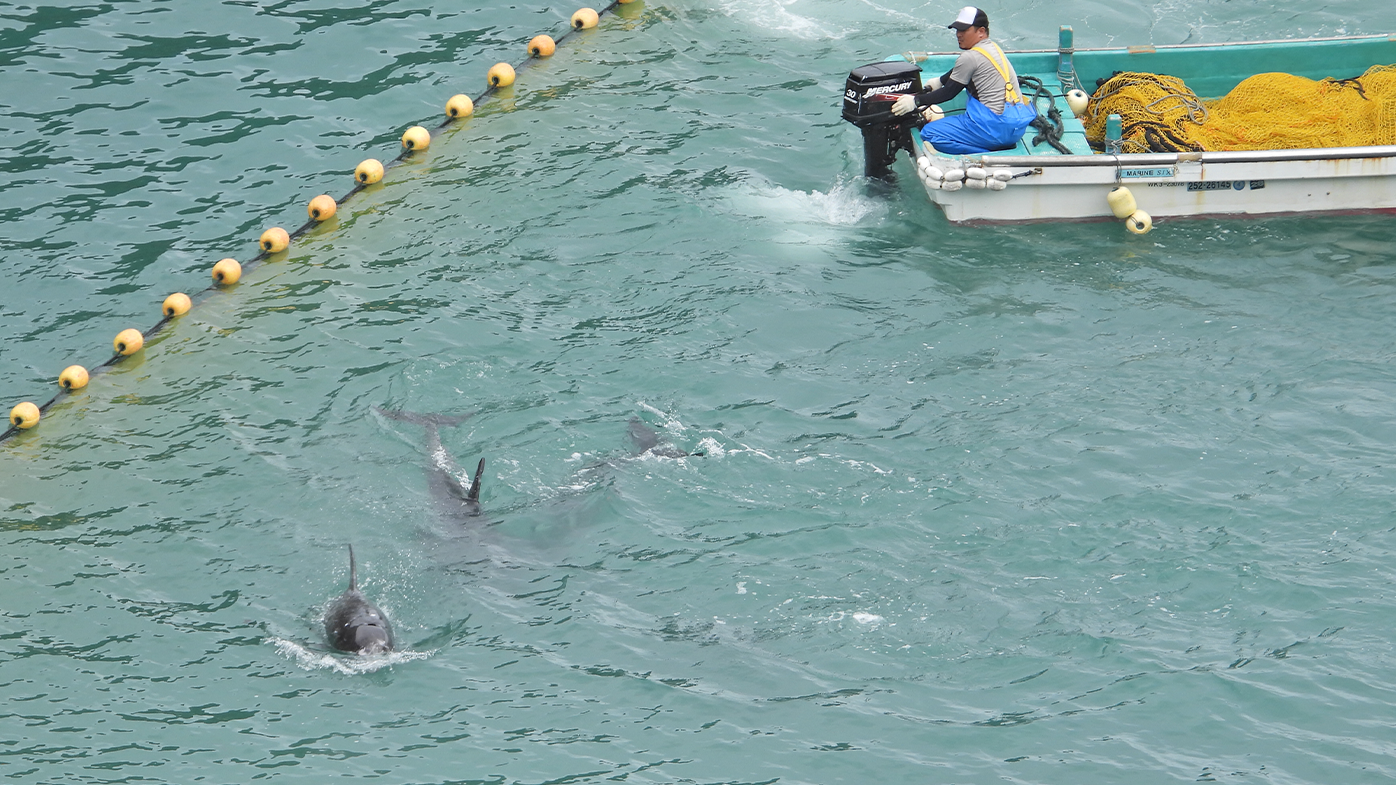 A fisherman is seen herding dolphins into a sea pen before slaughter in Taiji, Japan.