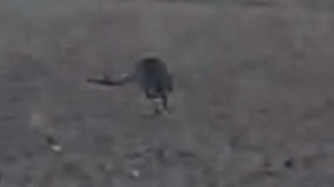 Denmark kangaroo