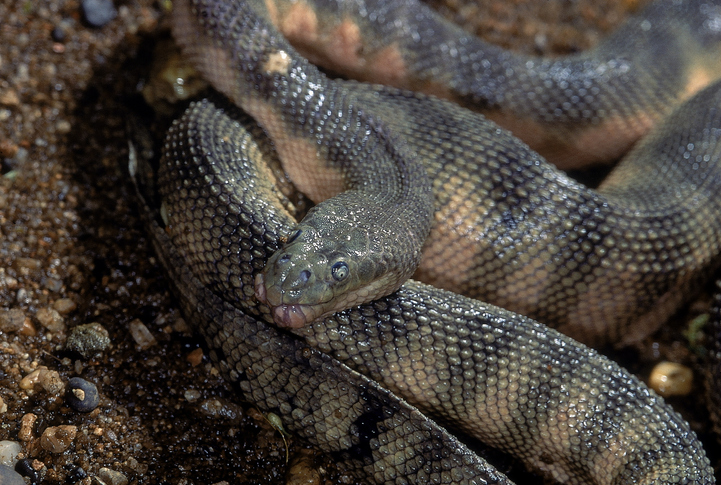 HOOK-NOSED SEA SNAKE Enhydrina schistosa. Close up showing head detail and scales. Specimen from coast of Mumbai, Maharashtra, India. stock photo