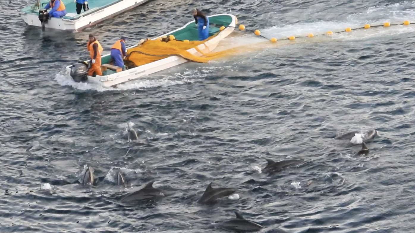 Over 100 bottlenose dolphins were herded into the cove. Desirable animals were selected for live capture.