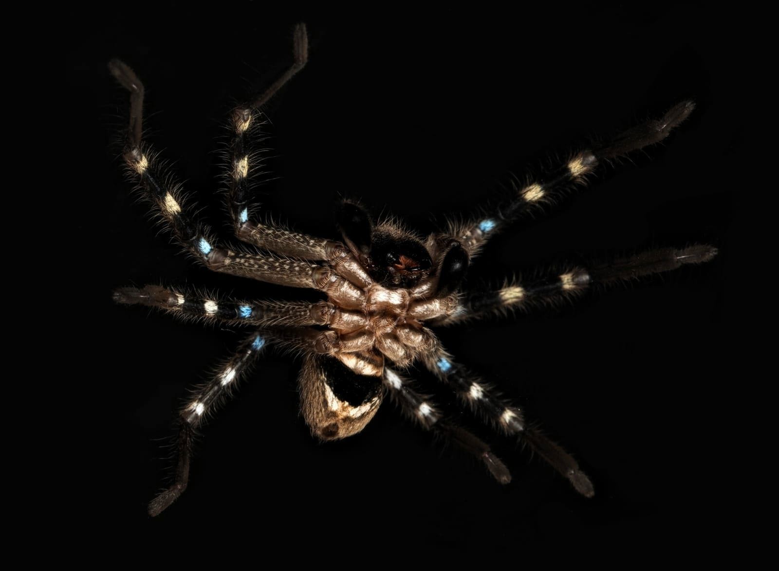 The new Shield Huntsman spider was found during an expedition through the Australian Alps.