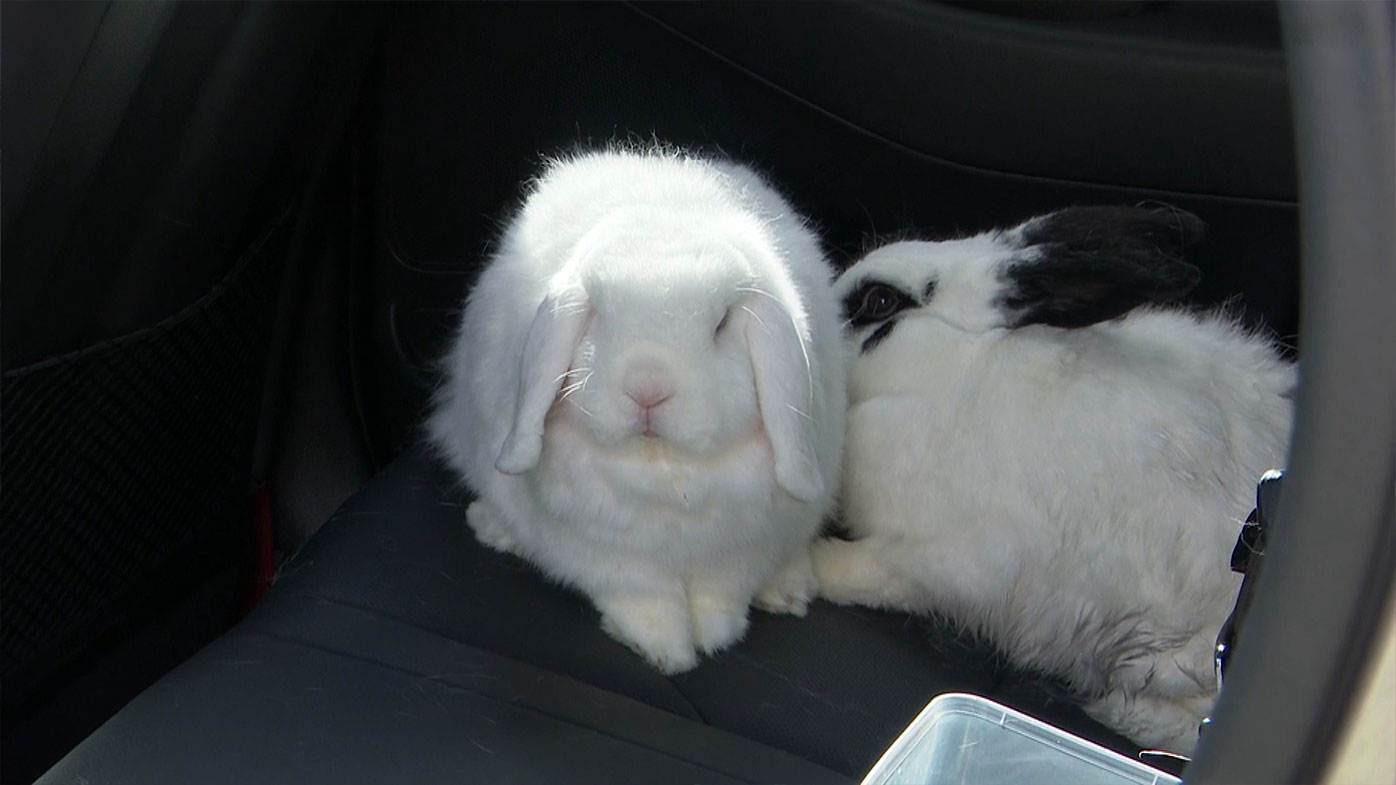 Two rabbits escaped the fire in Belmore.