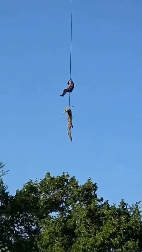 The policeman winched the massive crocodile away from the river.