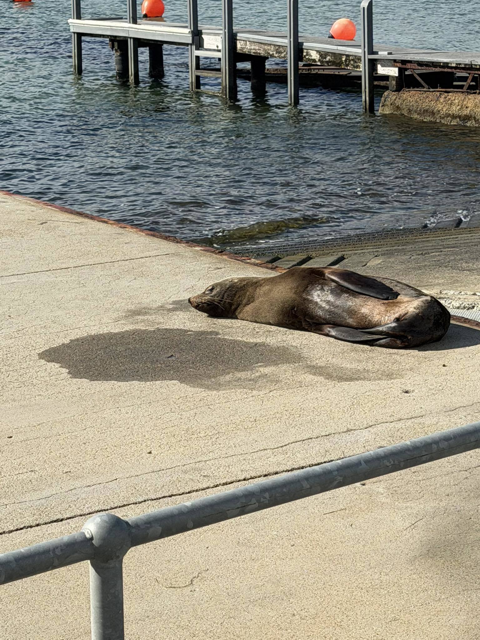 Sammy the seal
