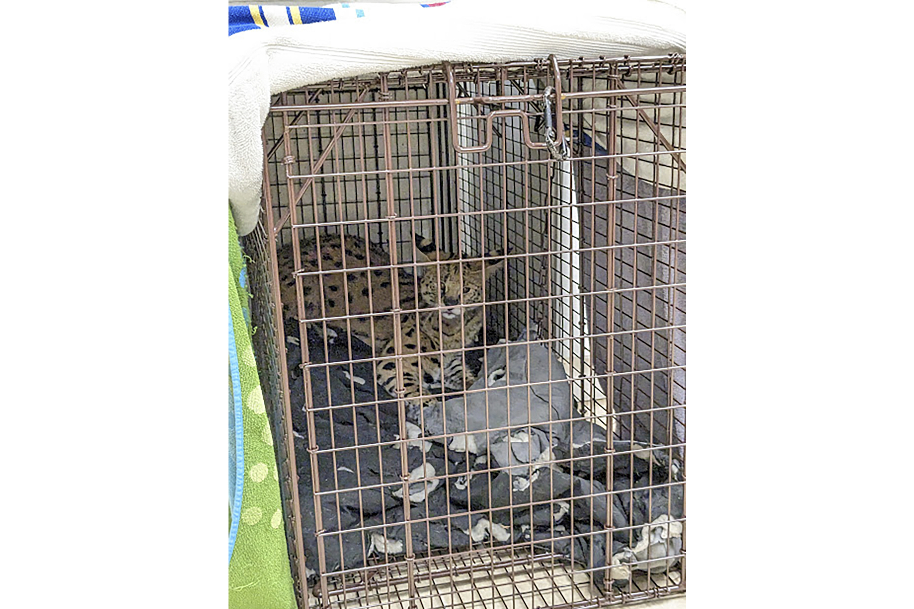 This January 2023 photo provided by Cincinnati Animal CARE shows a serval being treated after it was found to have cocaine in its system in Cincinnati. The cat was later transported to the Cincinnati Zoo.