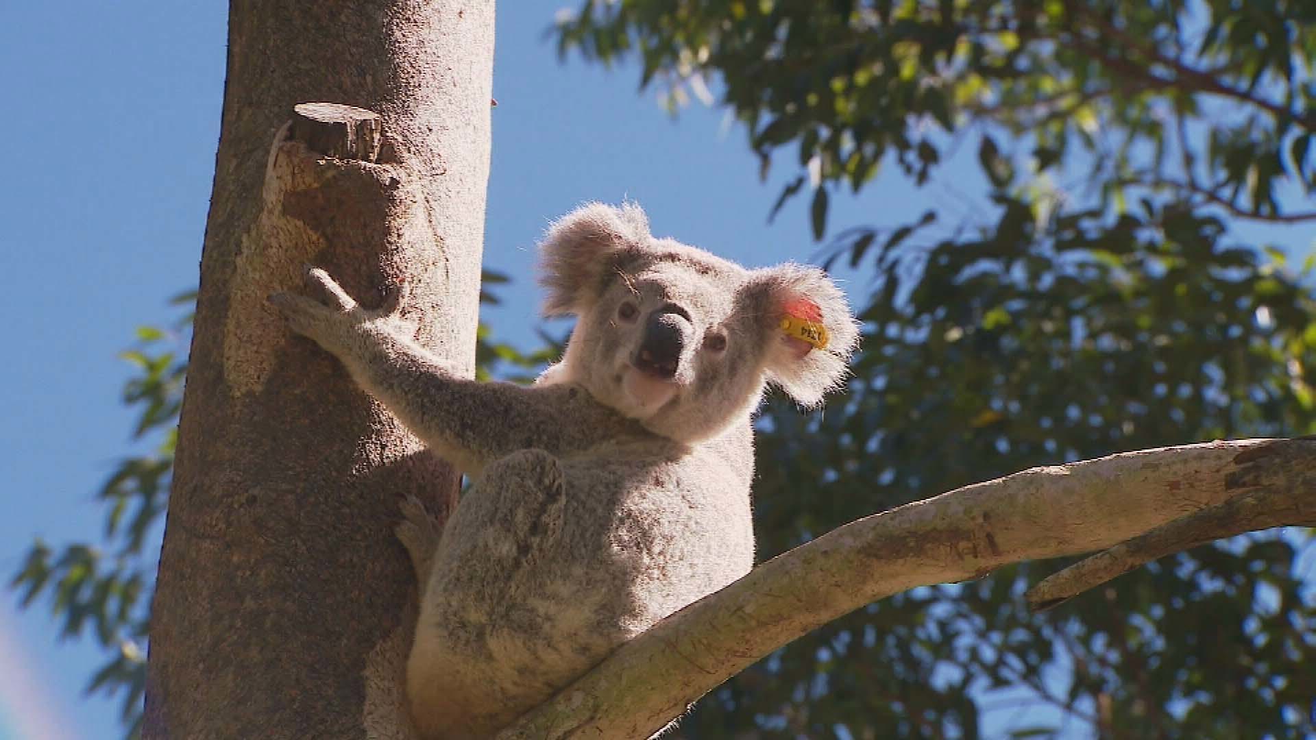 Koala survives being hit by car and trapped in grill for kilometres