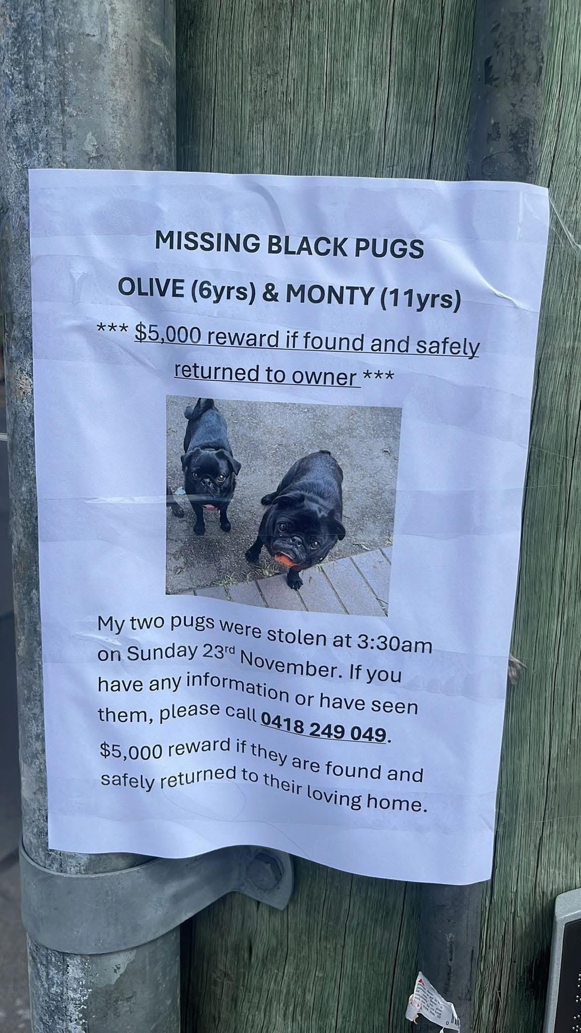 The owner of the allegedly stolen dogs has offered a monetary reward if they are returned safely after they were stolen from a house in Alexandria.