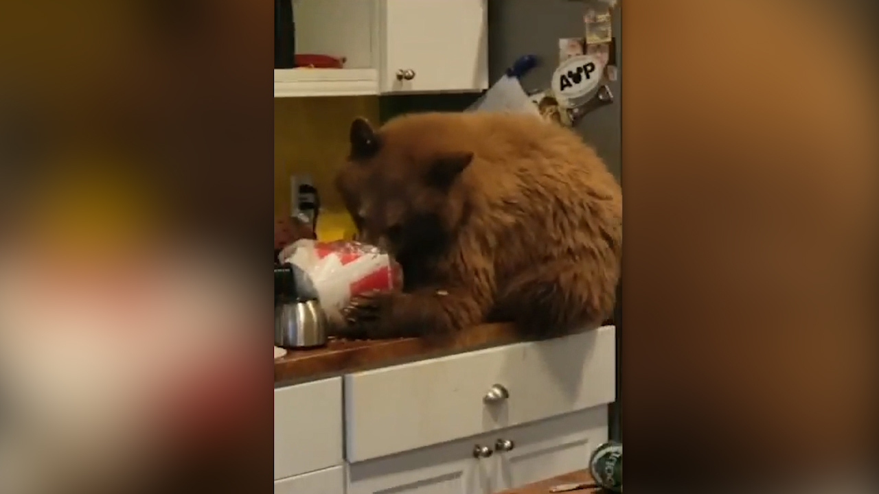The bear was eating a bucket of KFC. 
