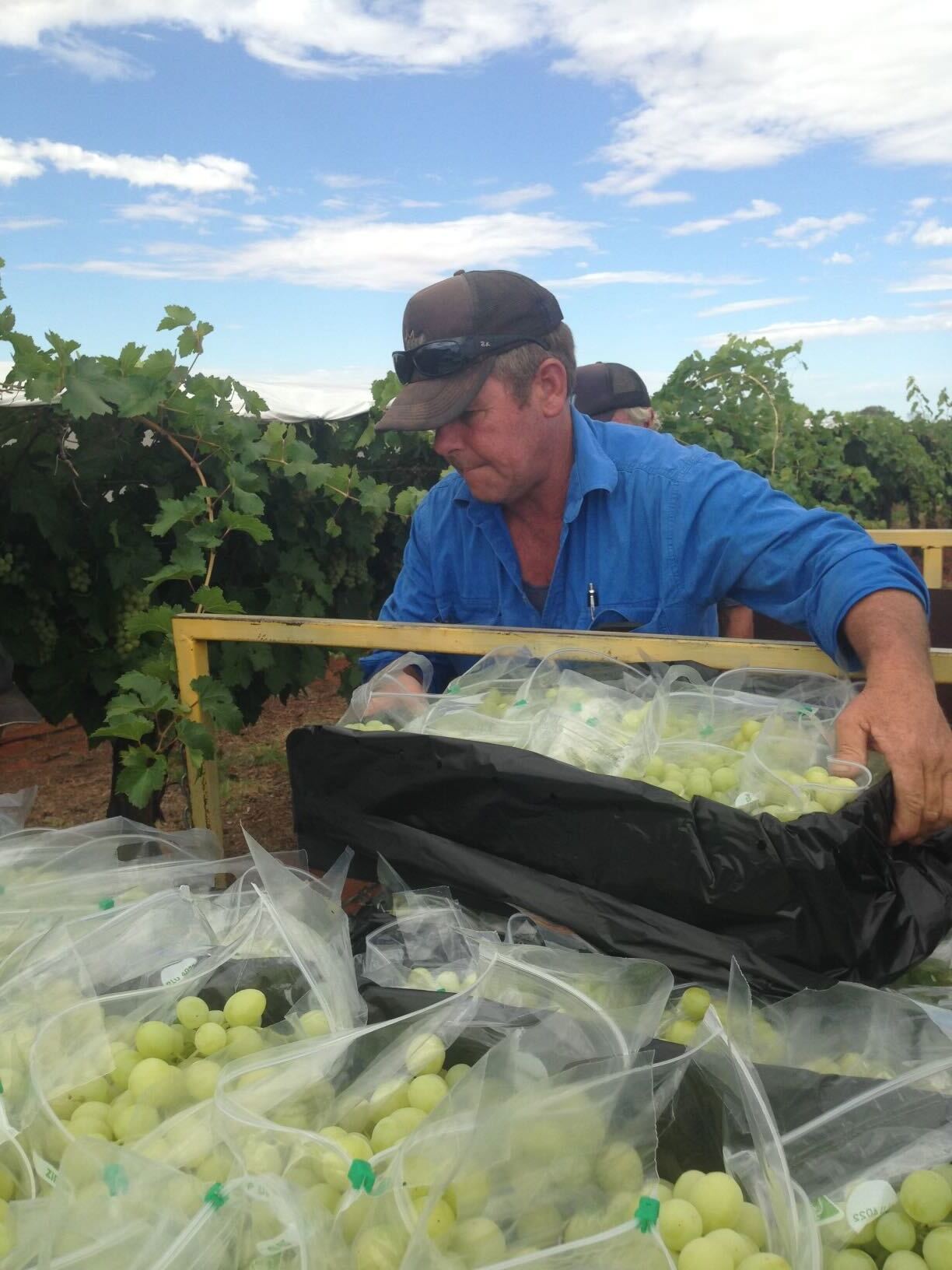 Richie Hayes started﻿ Rocky Hill Table Grapes near Alcie Spring in 2002 but had to close the business after "unachievable" standards from Woolworths and Coles