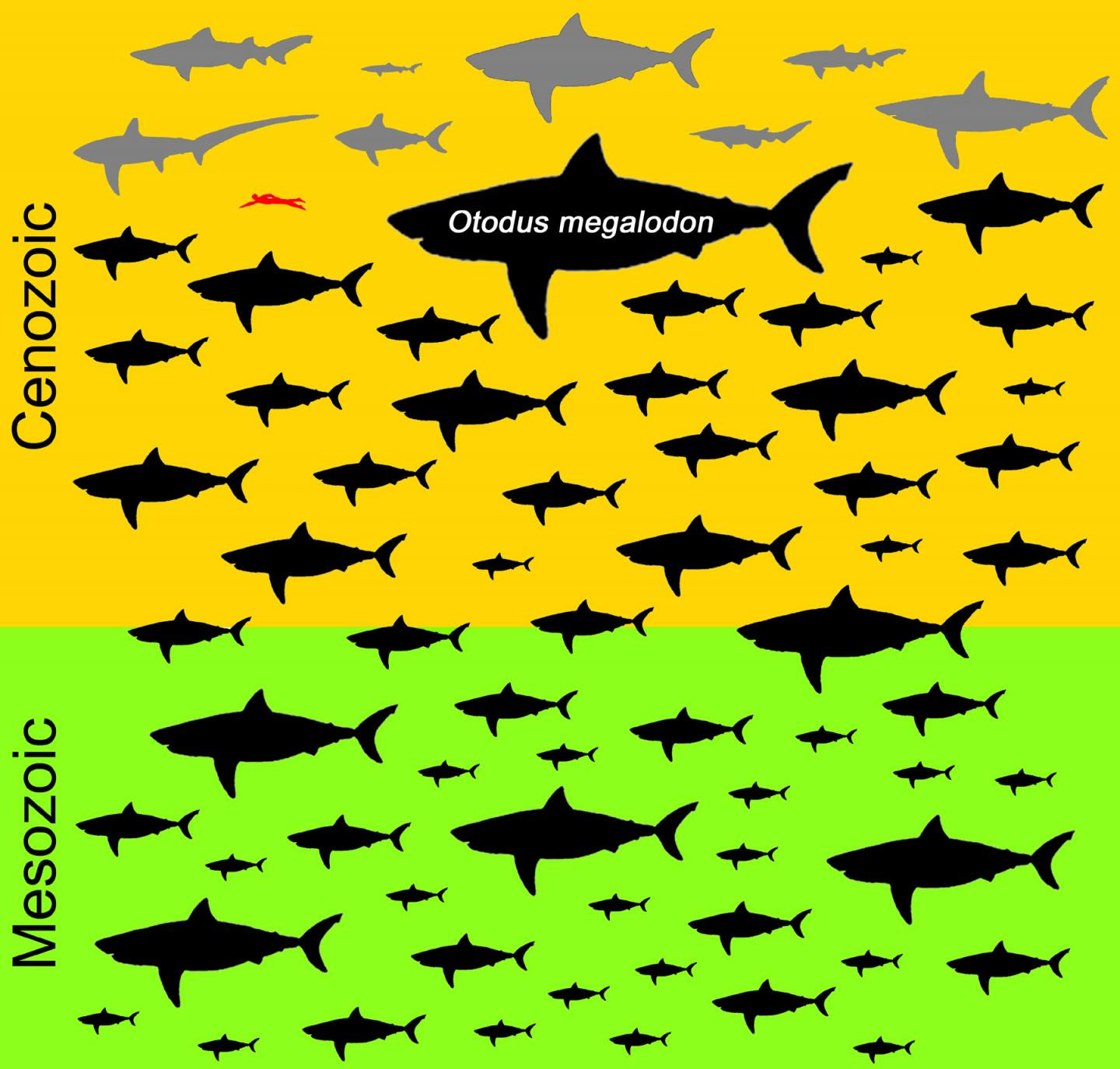 The otodus megalodon dwarfed all other sharks. A human is seen on this diagram in red.