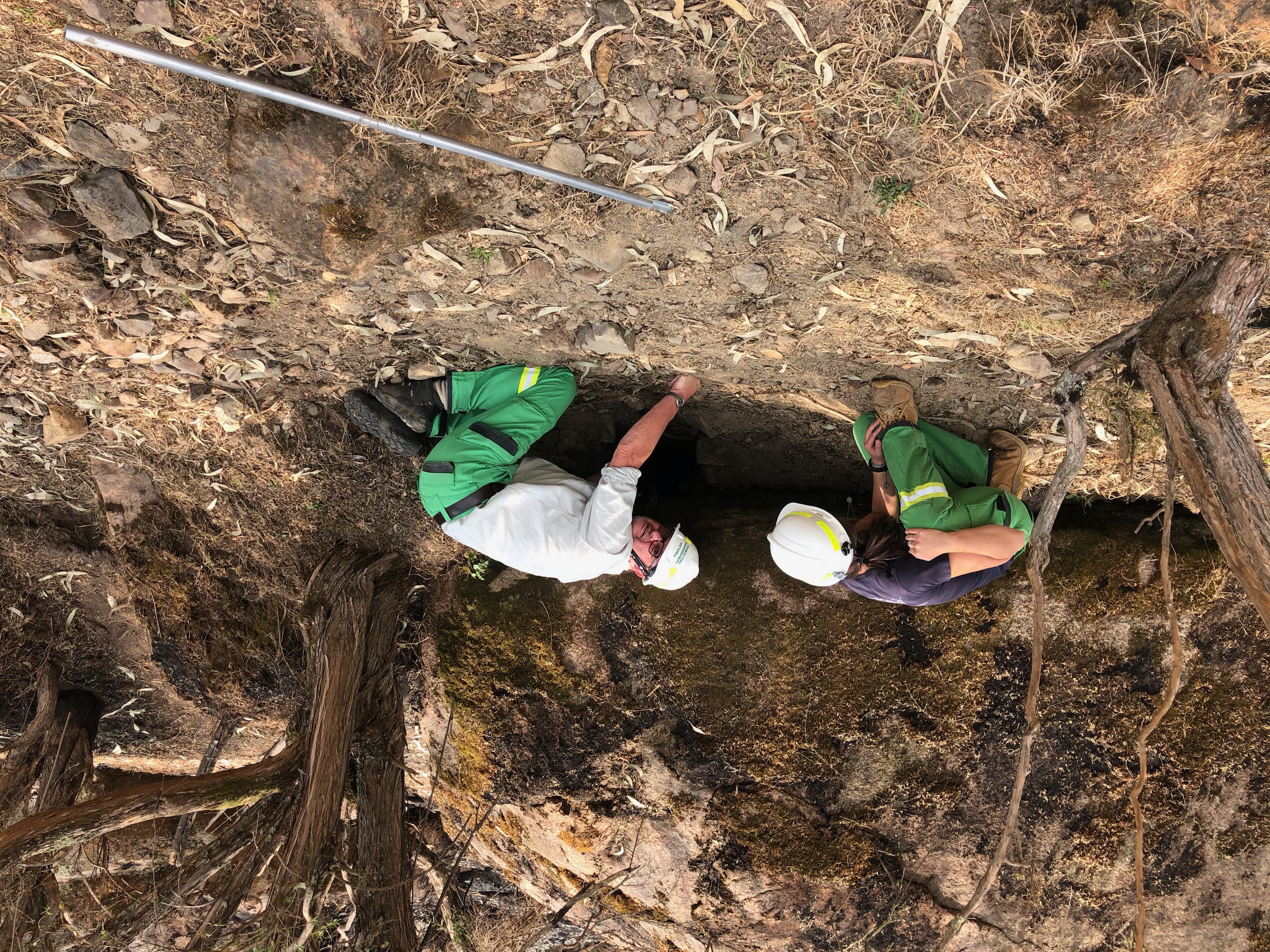 A specialist program to train vets in treating animals injured by bushfires has been introduced.