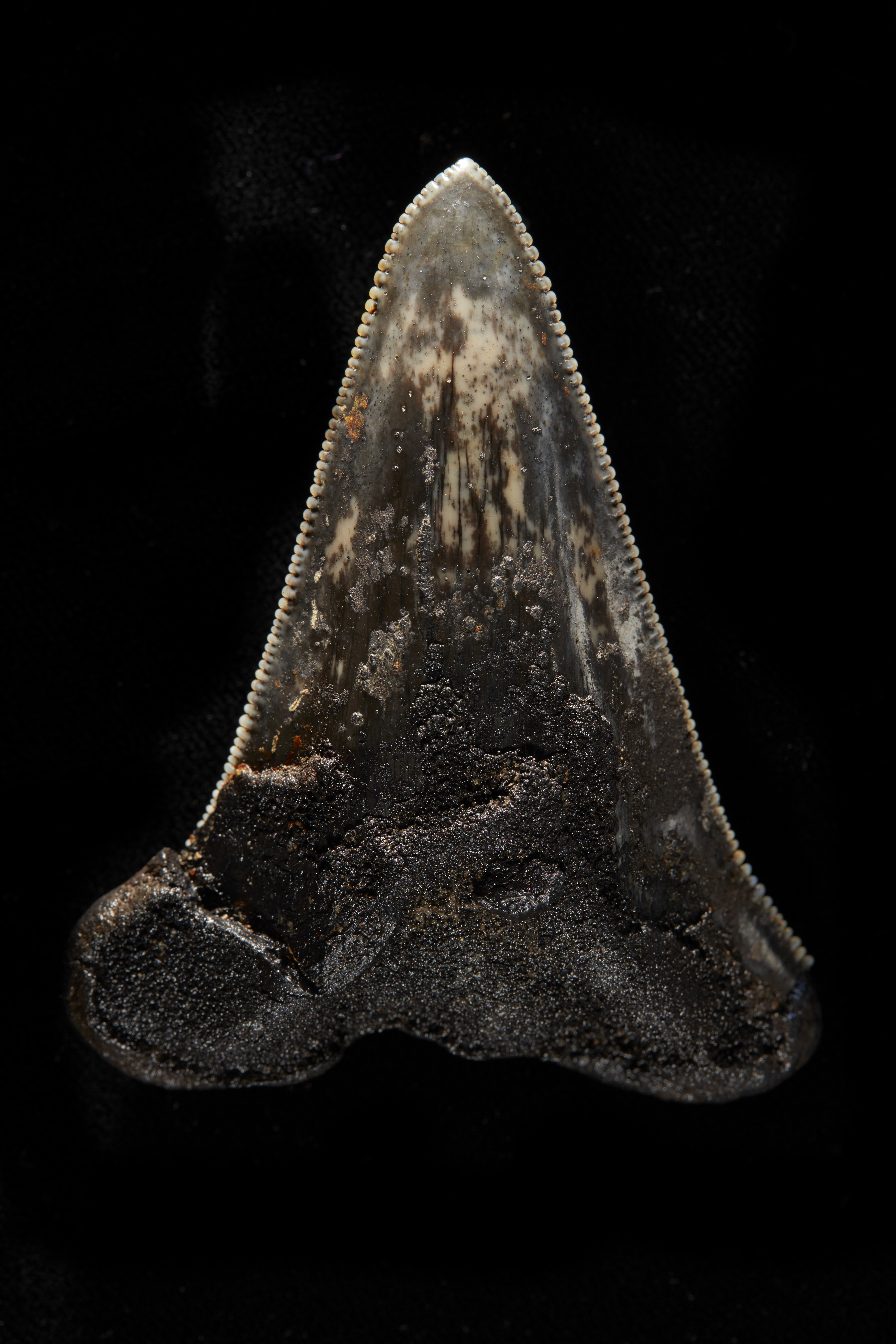 The megalodon ancestor is believed to have reached a length of 12 metres.