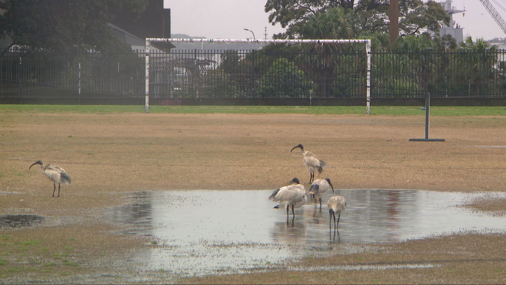 Soggy soccer fields across Sydney after month of rain