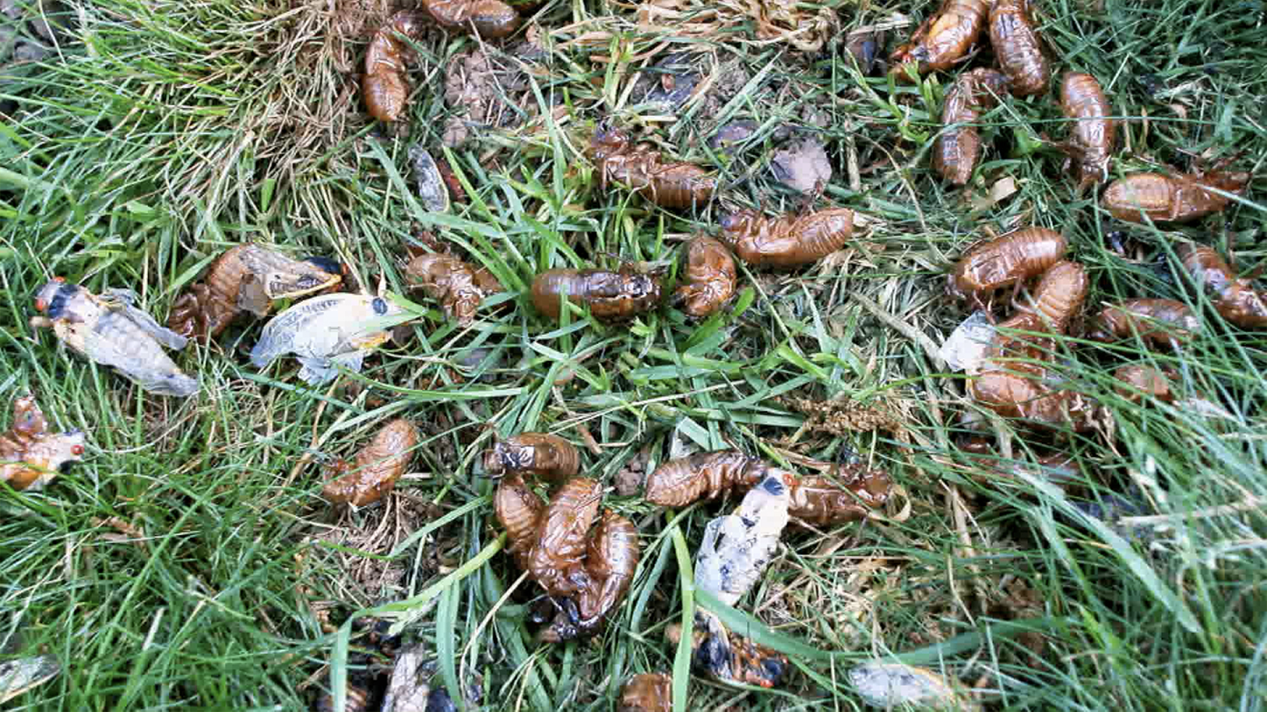 Love is in the air this spring in the eastern United States, where billions of cicadas are appearing in the biggest emergence event since 2004.